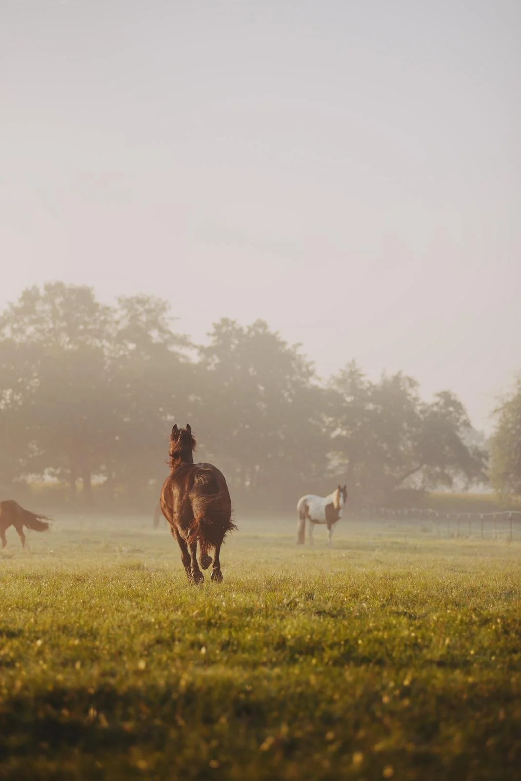 Mehrere Pferde laufen auf einer Weide im Morgengrauen, umgeben von Bäumen und Nebel.