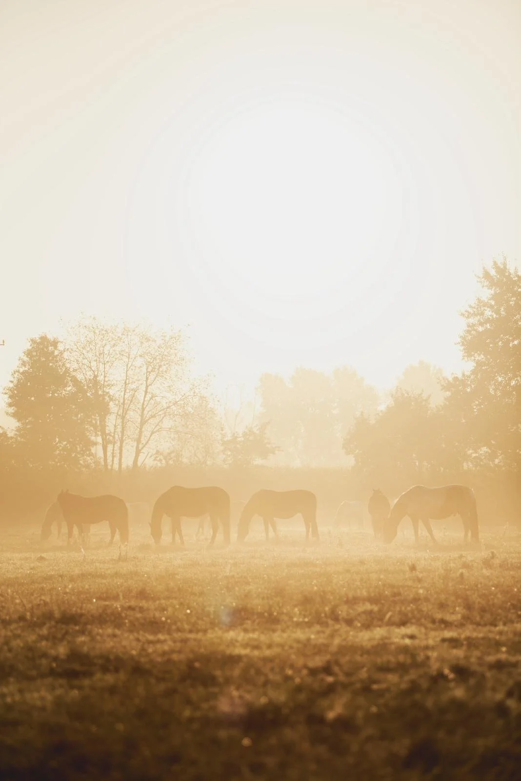 Sonnenaufgang über einer Wiese mit grasenden Pferden, im Hintergrund Bäume, warme, goldene Lichtstimmung.