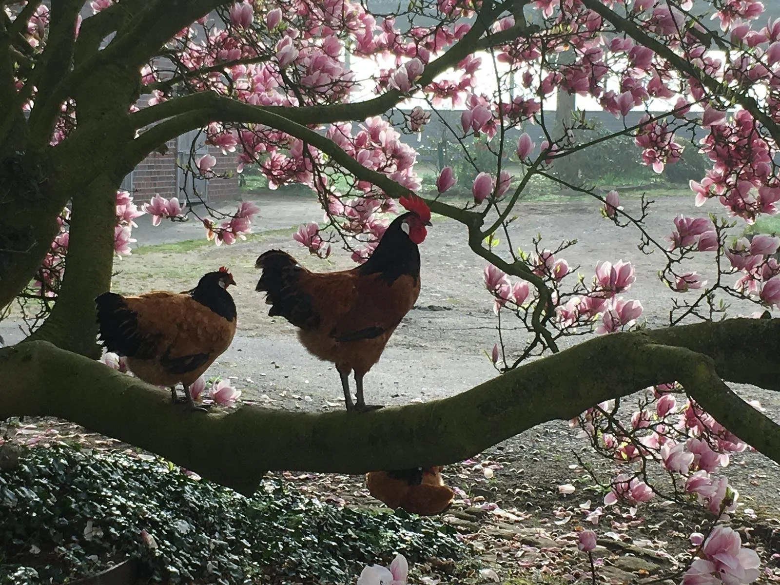 Zwei Hühner auf einem Ast unter einer blühenden Magnolie mit rosa Blüten, im Hintergrund ein unbefestigter Platz