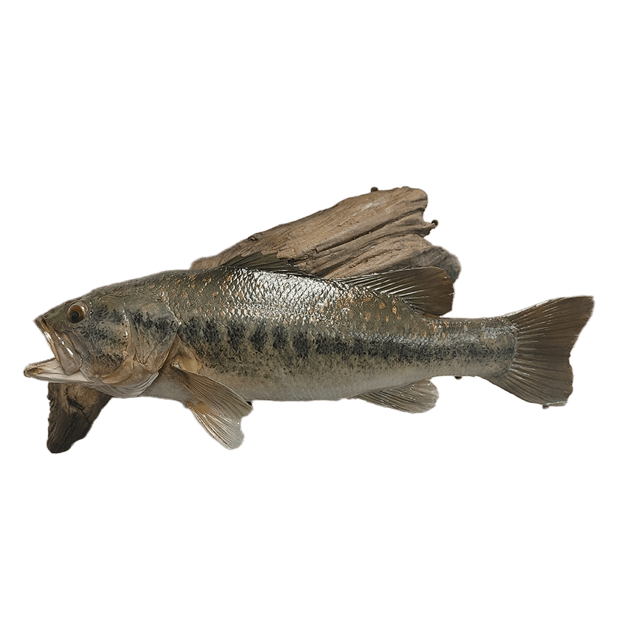 BennysMount (6).png