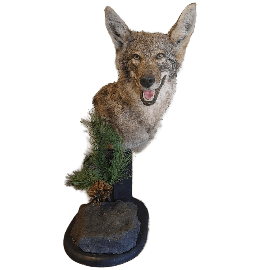BennysMount (5).png