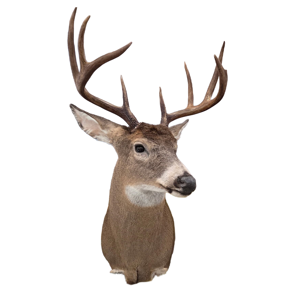White-Tailed Deer