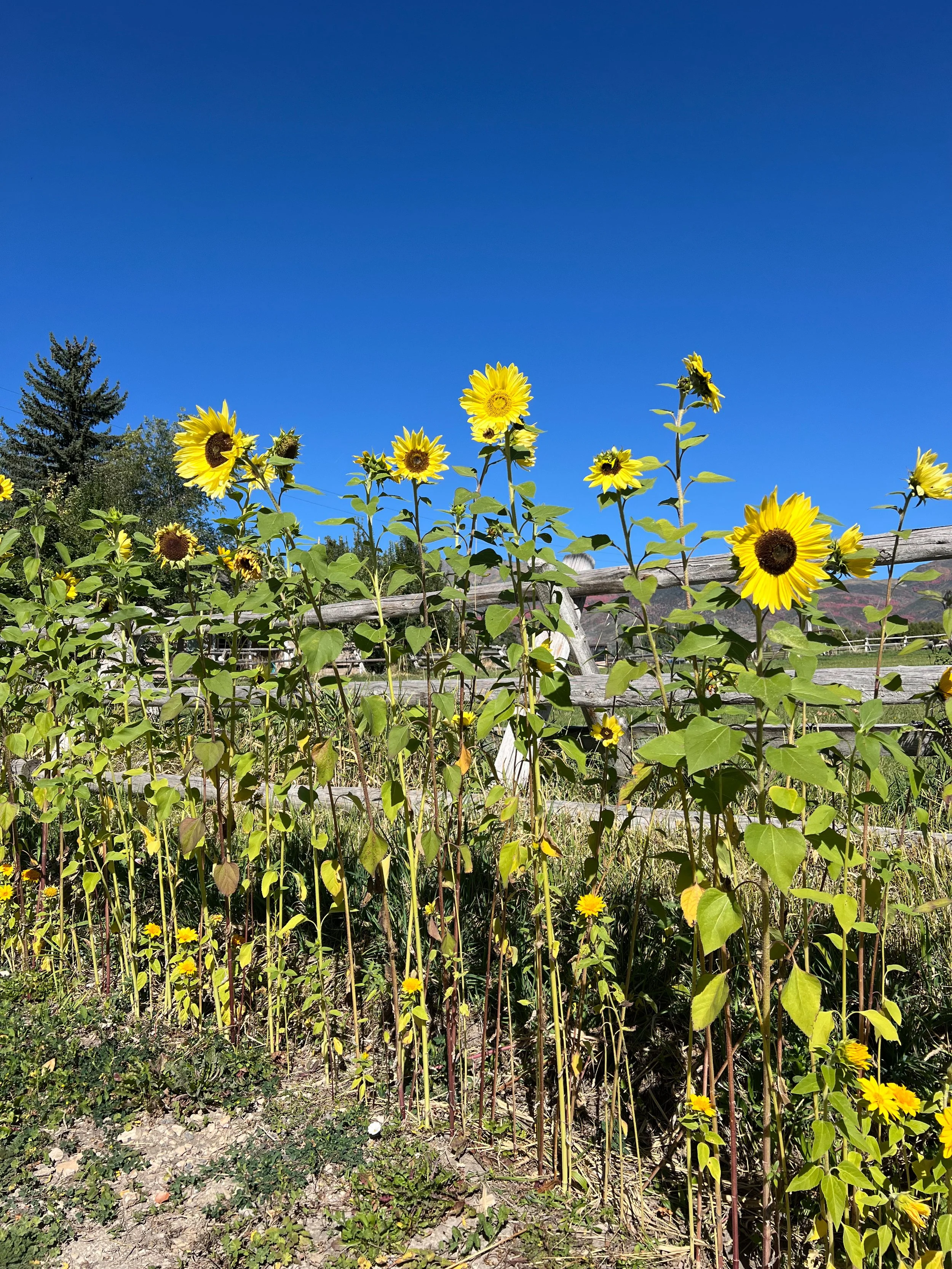 IMG_2361.jpg
