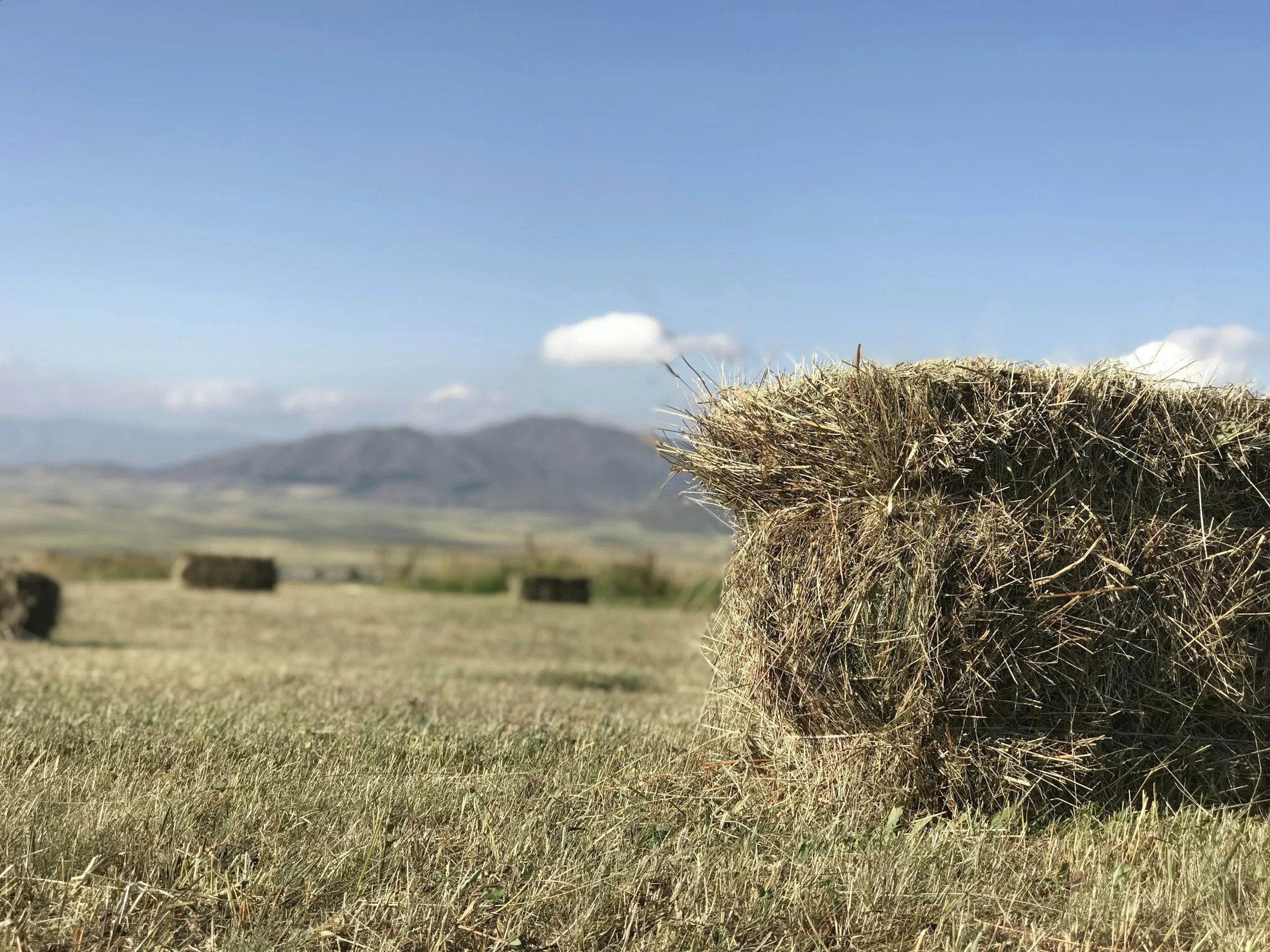 Close-up of a hay bale on a field with rolling hills and a clear blue sky in the background.