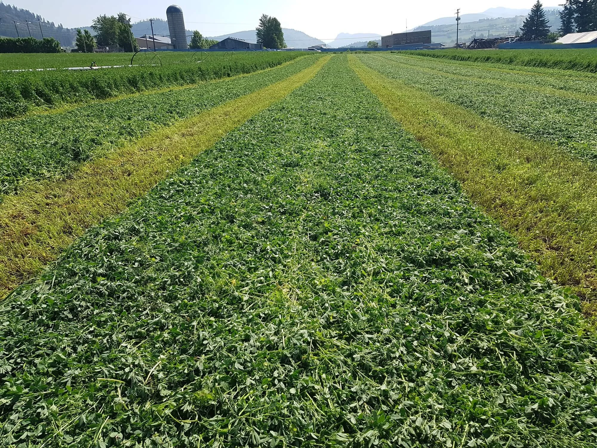 A farm field with rows of green crops, some of which have been harvested. In the background, there are farm buildings, a silo, and distant mountains.