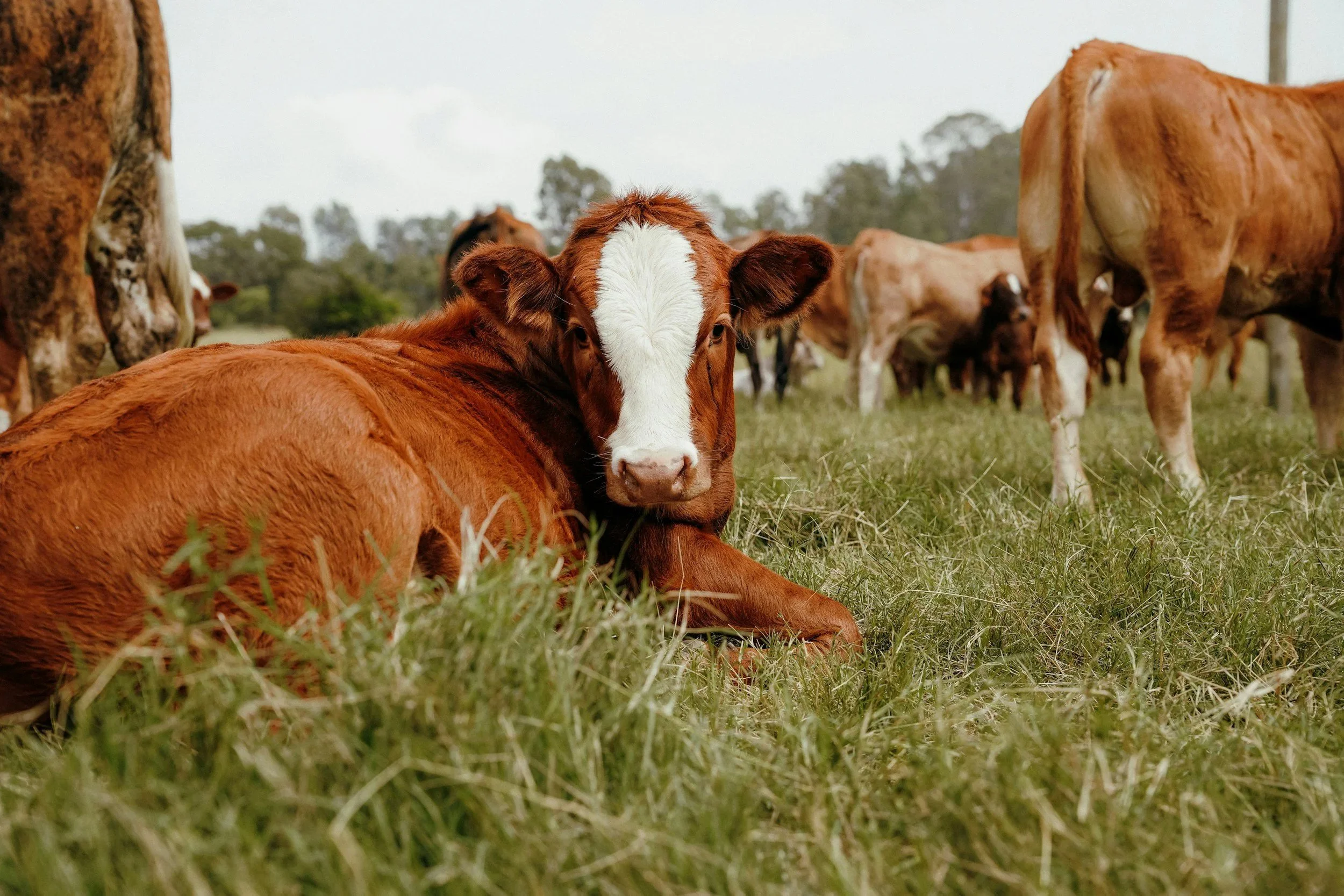 A group of cows lying and standing on a grassy field with trees in the background.