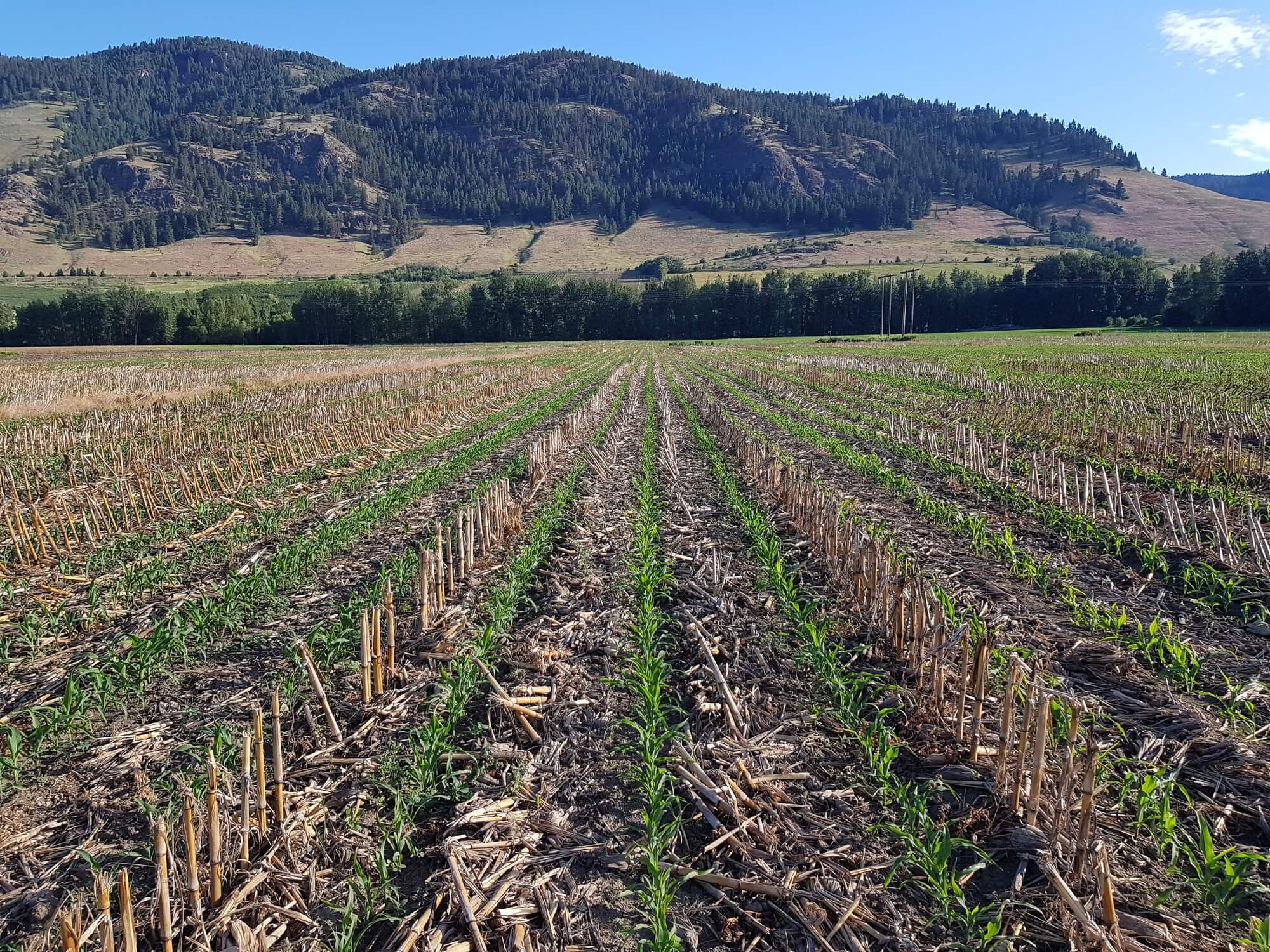 BC farmland with rows of young crops, dry stalks, and mountains in the background under a clear blue sky.