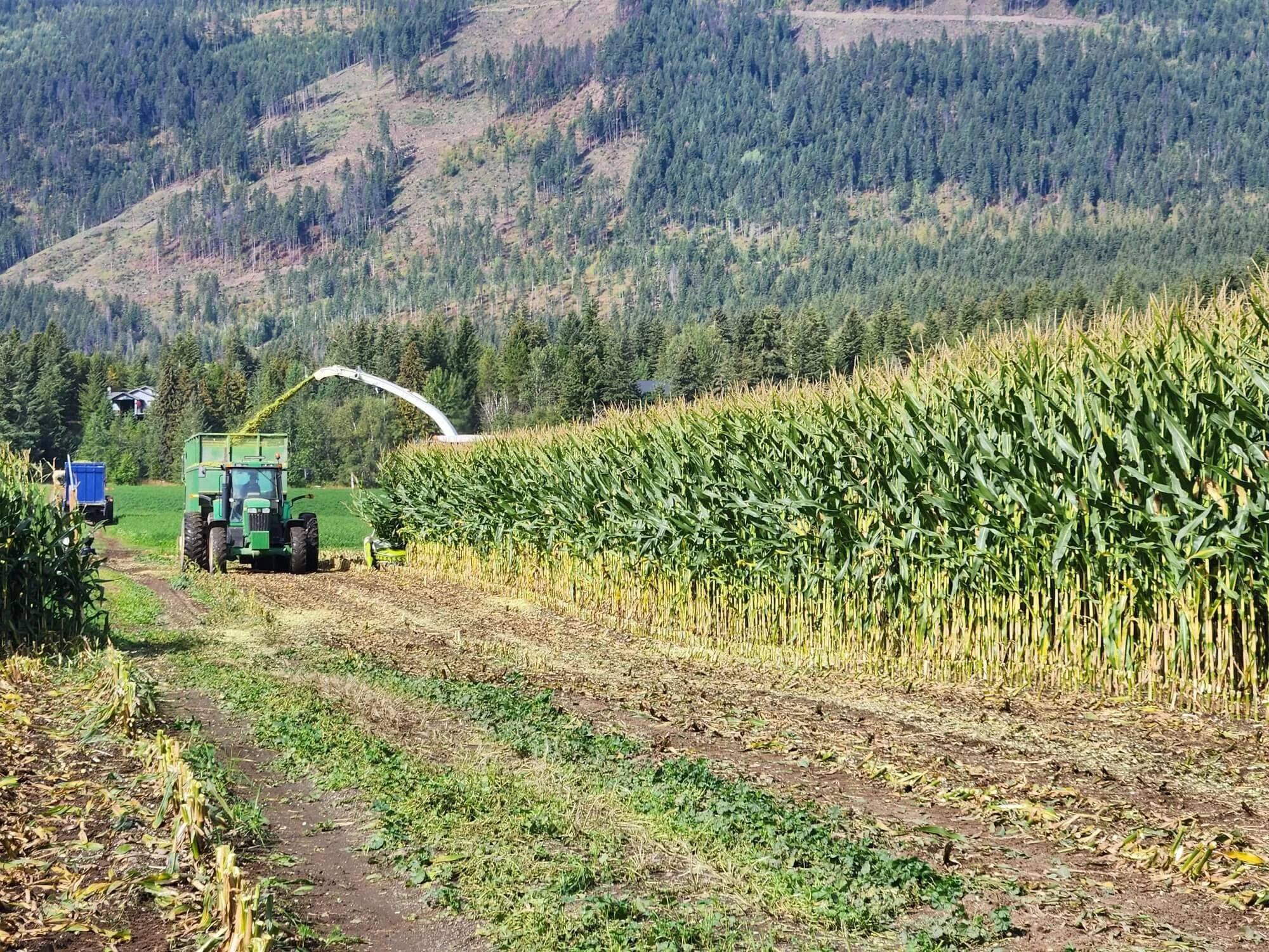 A tractor is cutting forage from a cornfield on a sunny day with a mountain covered in trees in the background.