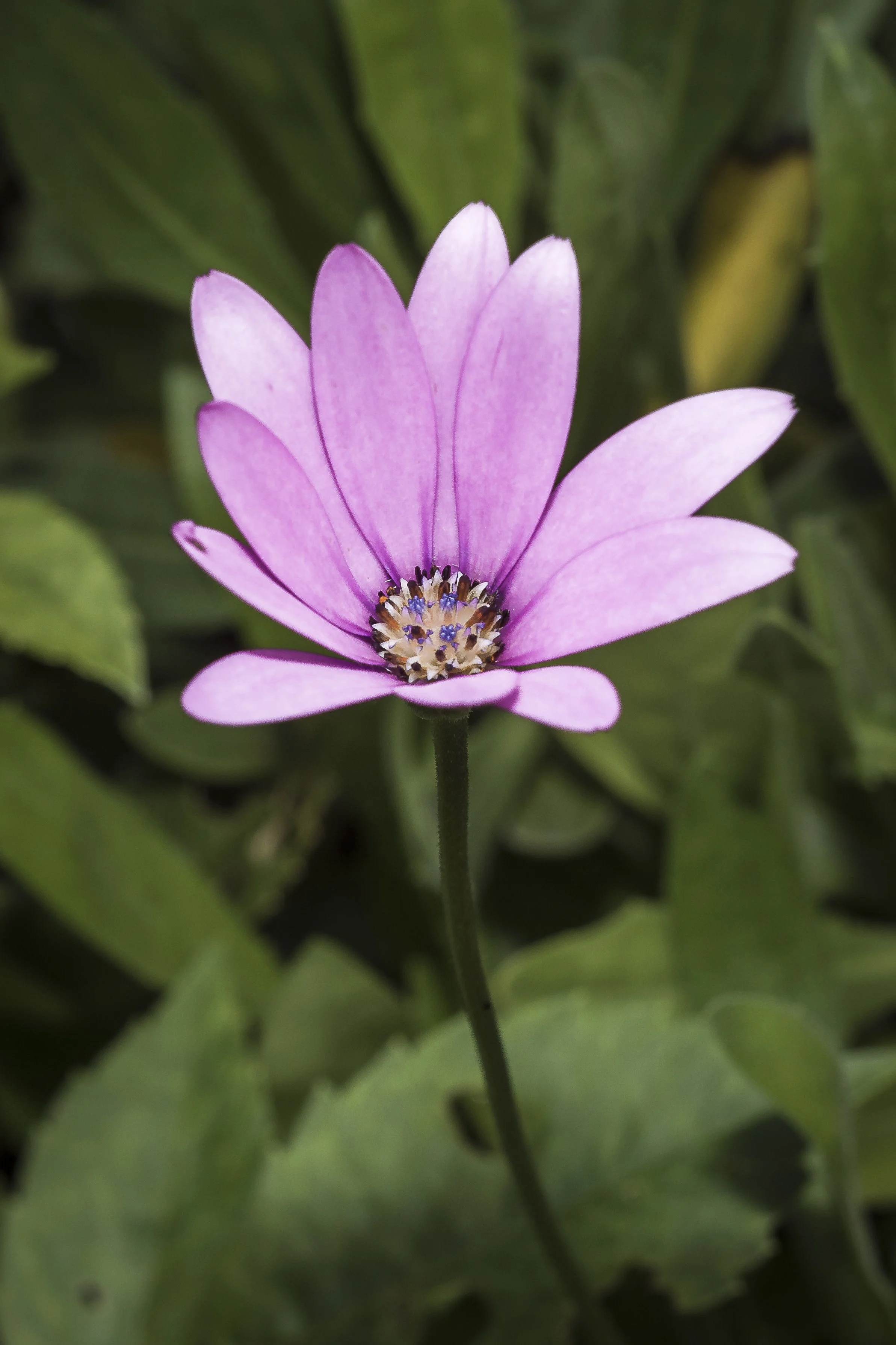 Bitterroot