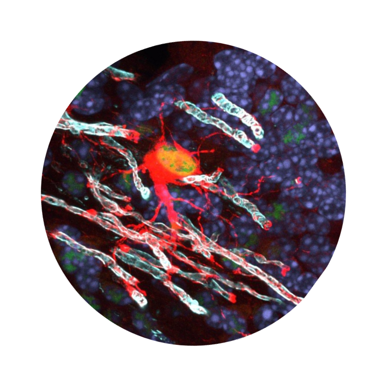 Microscopic view of bacteria and cells with red and green fluorescent staining.