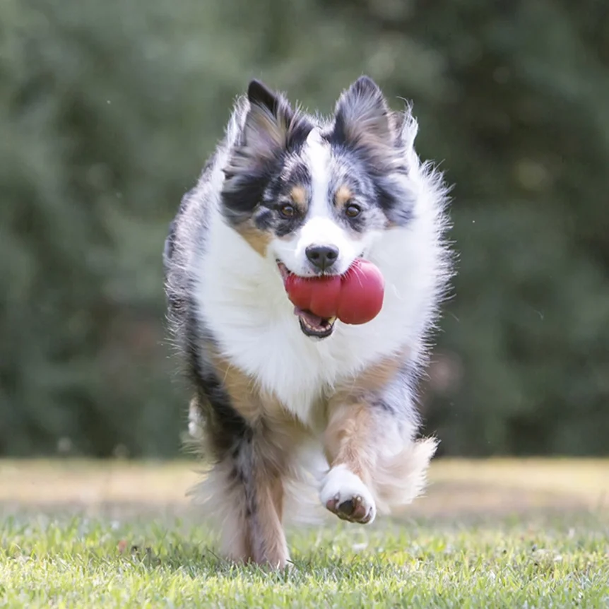 Kong - Size Small - Dog.webp