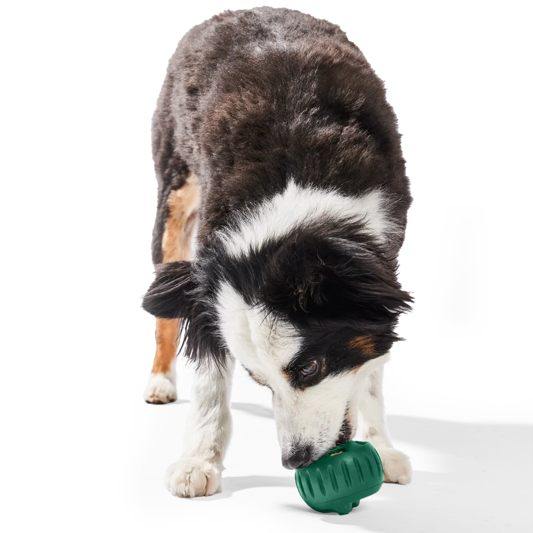 Woof Pupsicle Dog Toy -dog licking toy.webp