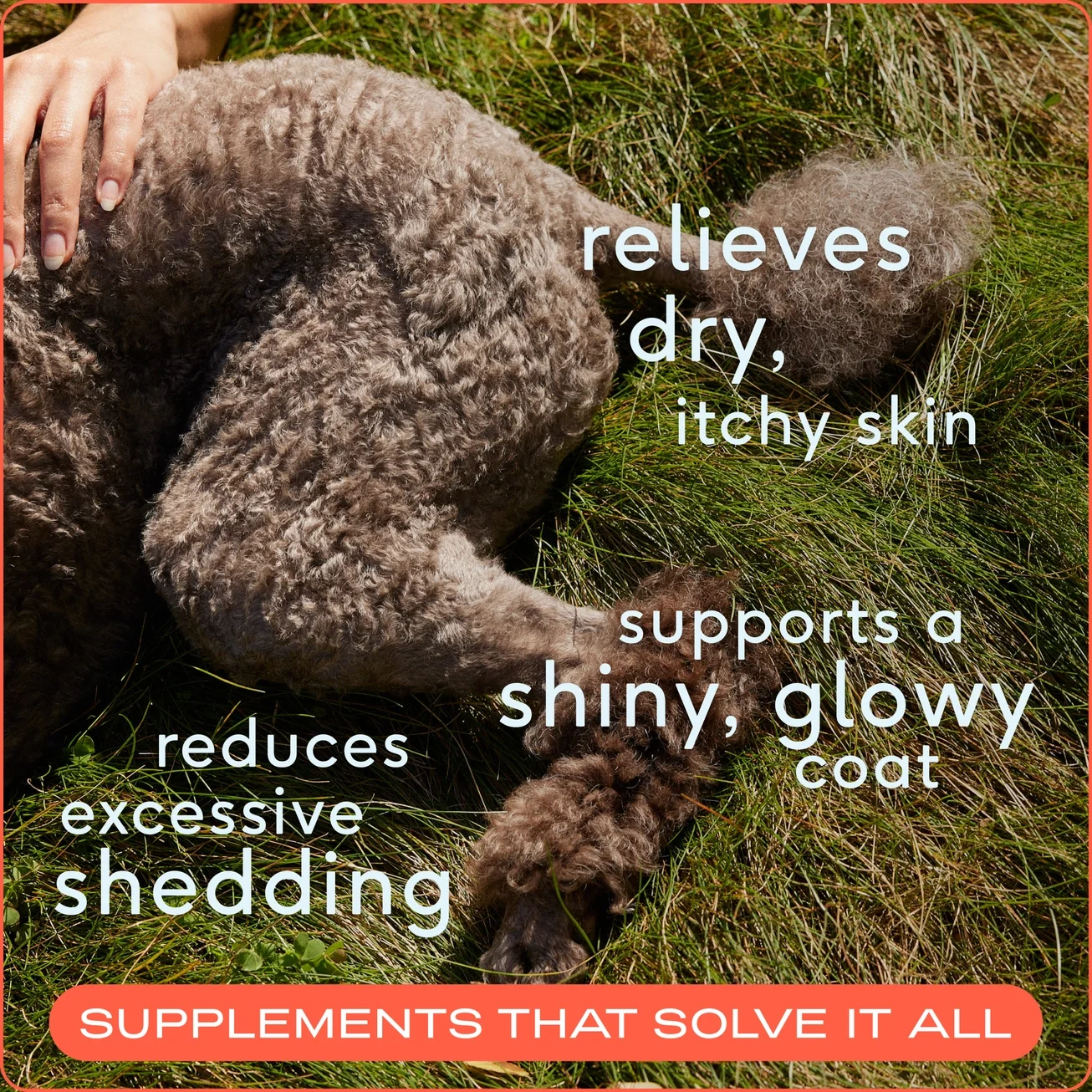Native Omega-3 Fish Oil, Skin & Coat Health Supplement For Dogs relieves dry itchy skin.webp