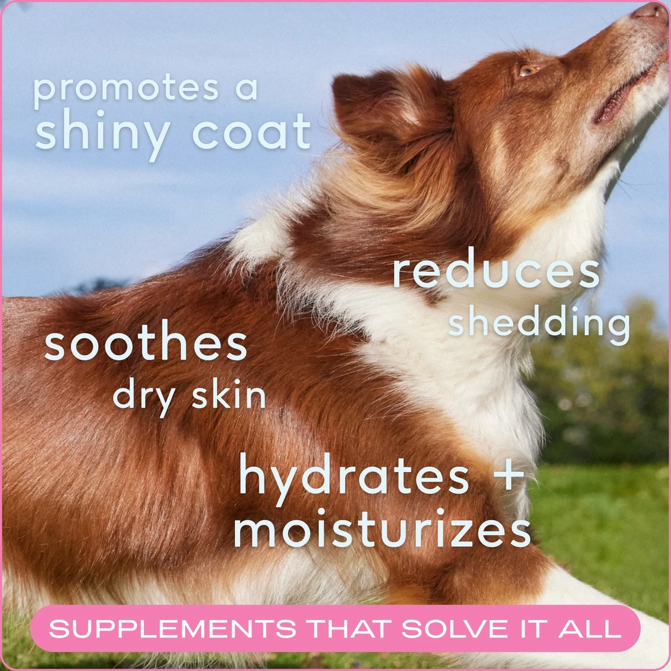 Native Skin + Coat Chews, Skin & Coat Supplement For Dogs supplements that solve it all.webp