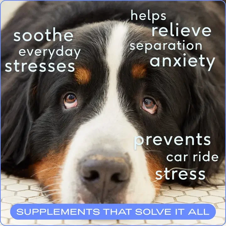 Calm Chews - Native Pet - Benefits.webp