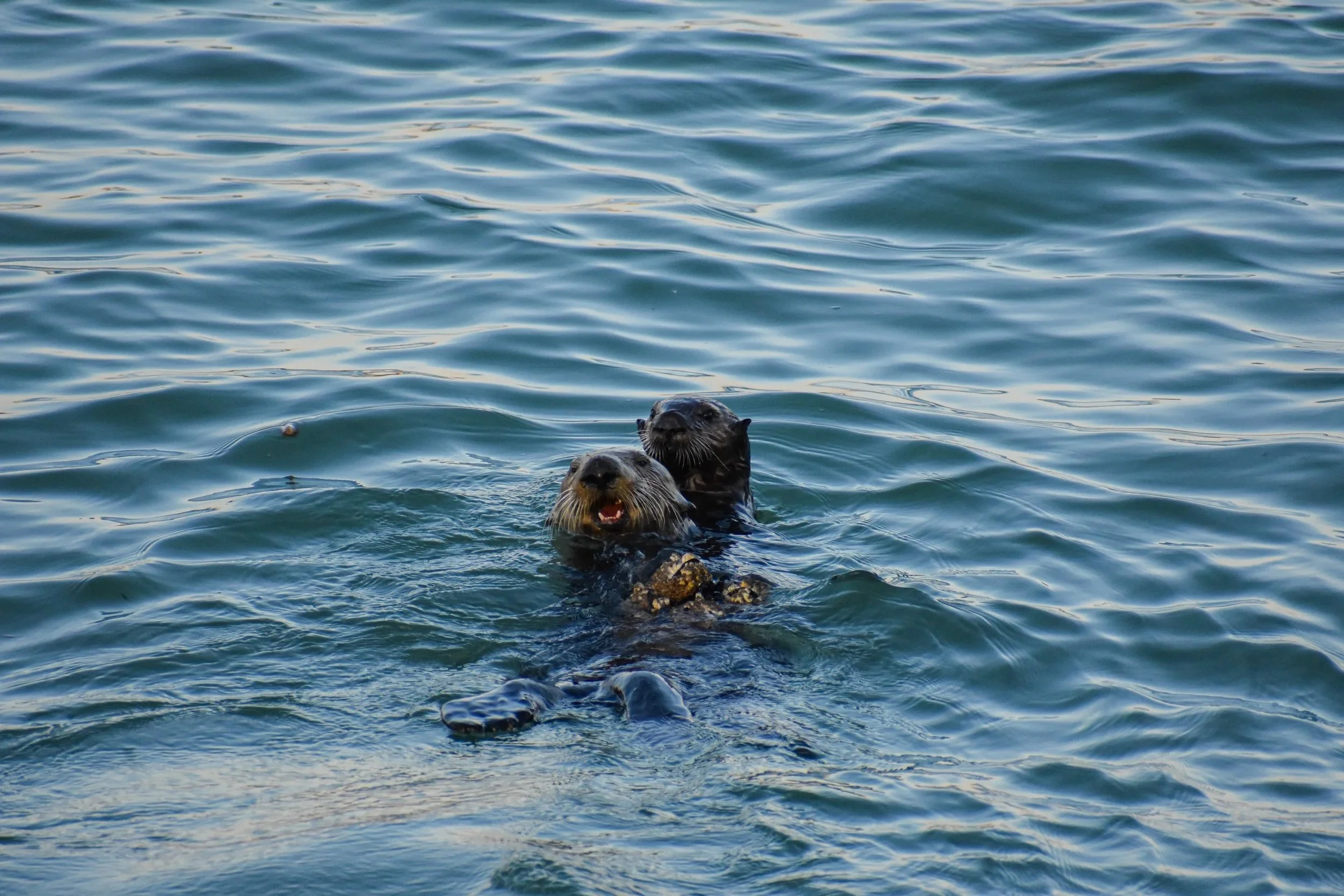 DSC_0766.jpg