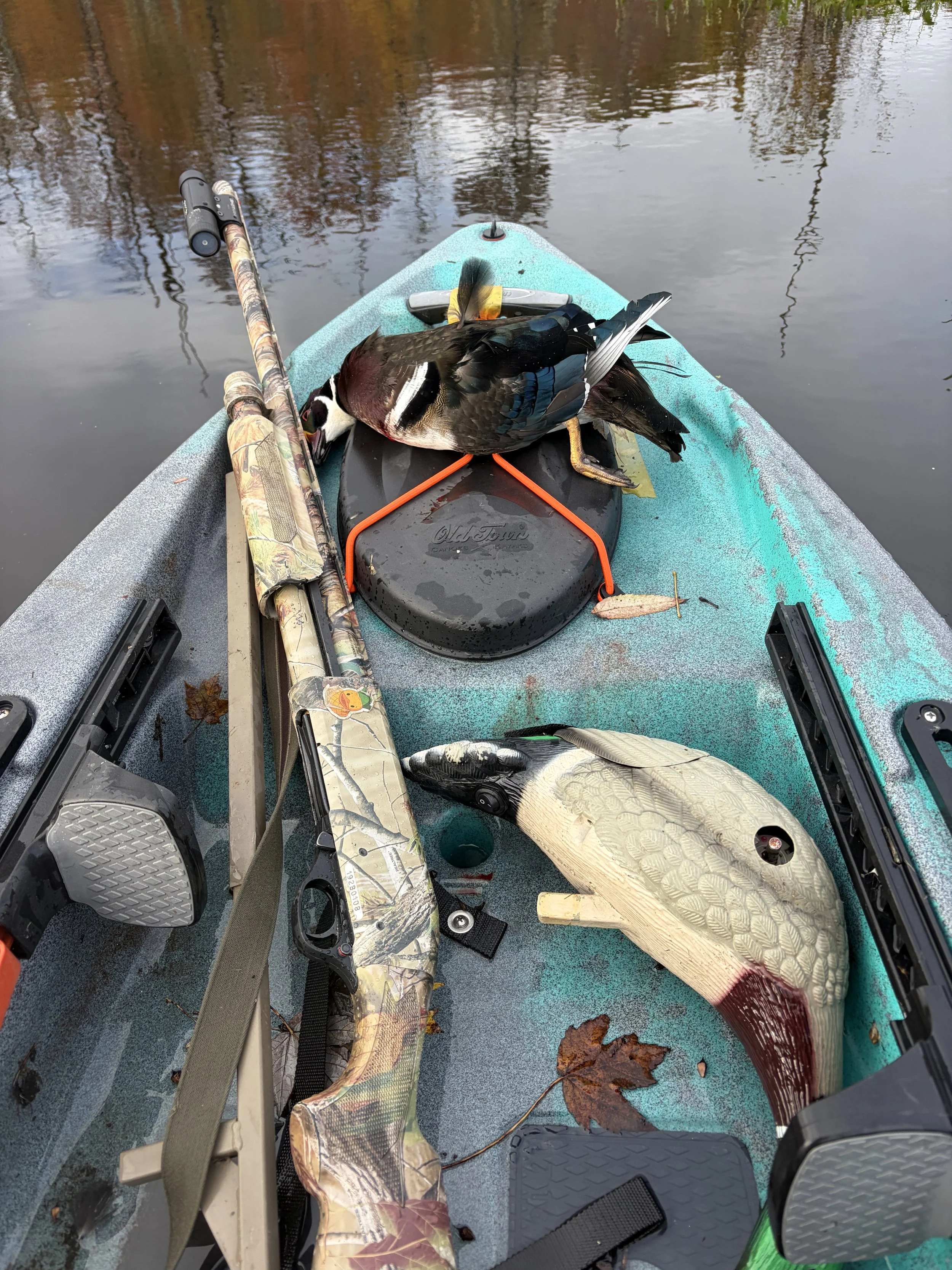 10/12/26 Wood Duck