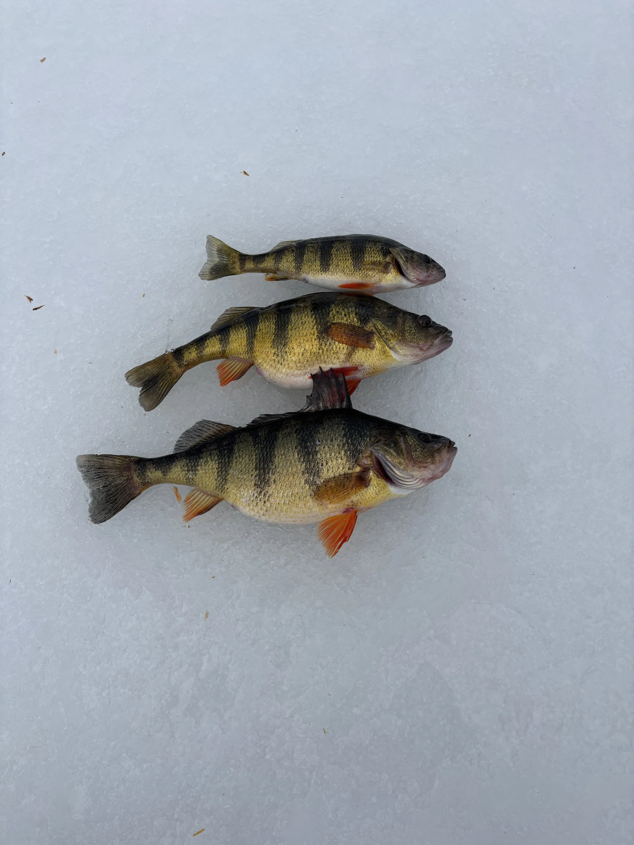 Three small fish, likely yellow perch, lying on snow with black vertical stripes and orange fins.