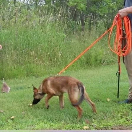 Leashed Dog Tracking