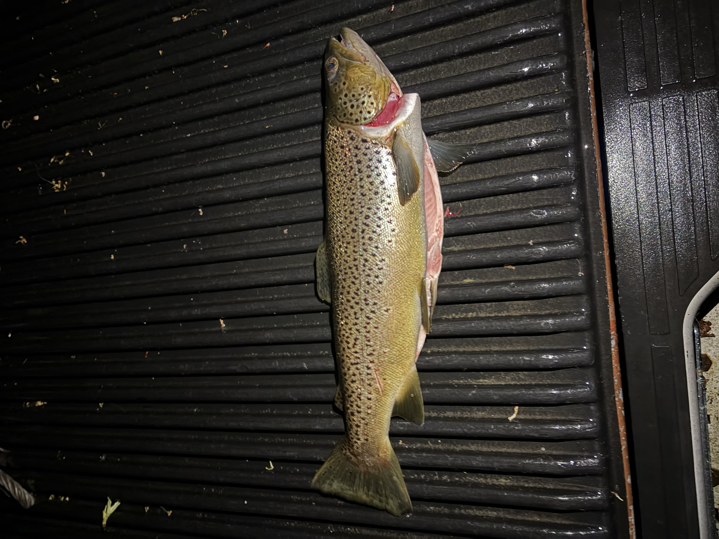 2.5 lb 18.5 in. Brown Trout 4/29/26
