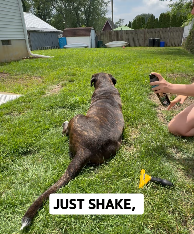 Product Demo UGC Example; Pet