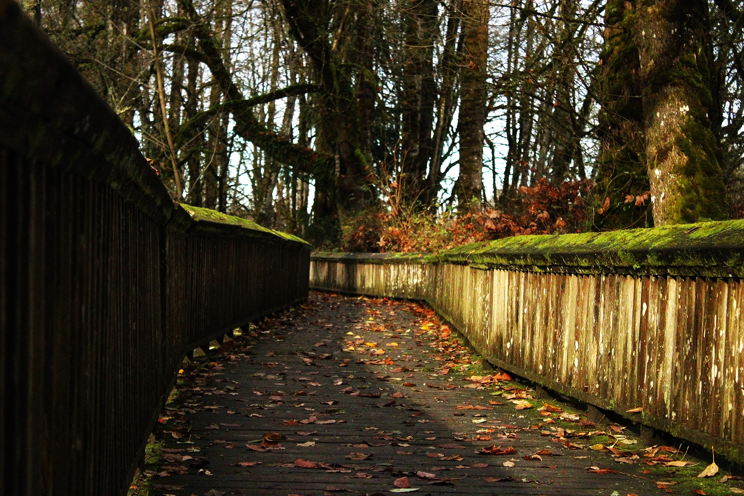 My thoughts on the Ketogenic Diet Approach for Cancer