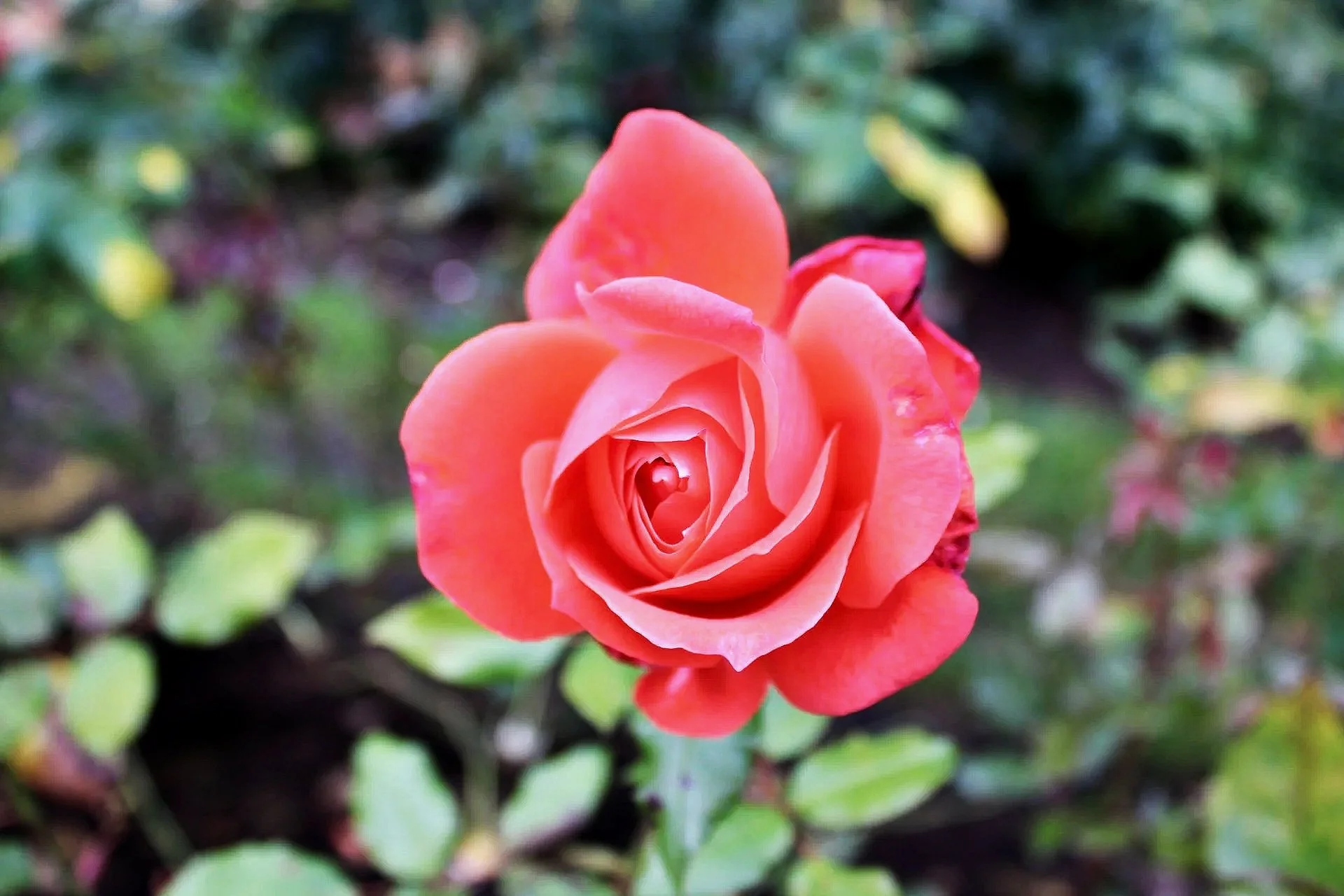 My Cancer Origin Story