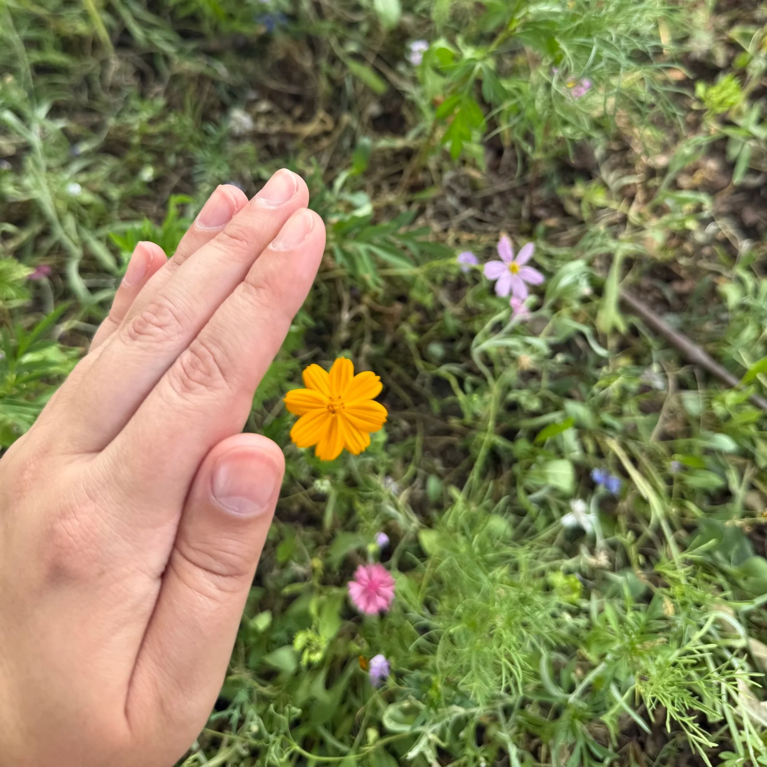 Photograph of Alexandra's hand providing Reiki to a single orange flower in a patch of wild prairie grass.