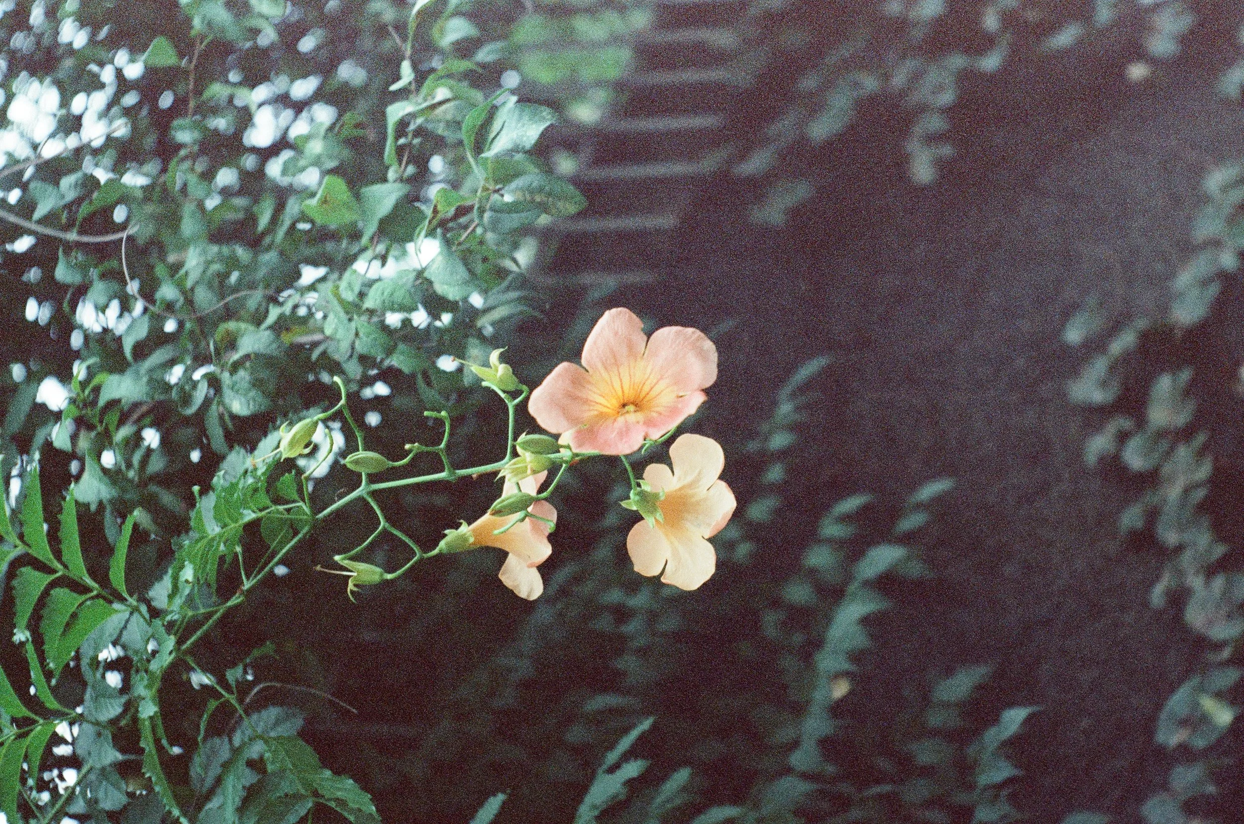 industar 26m bokeh example on film