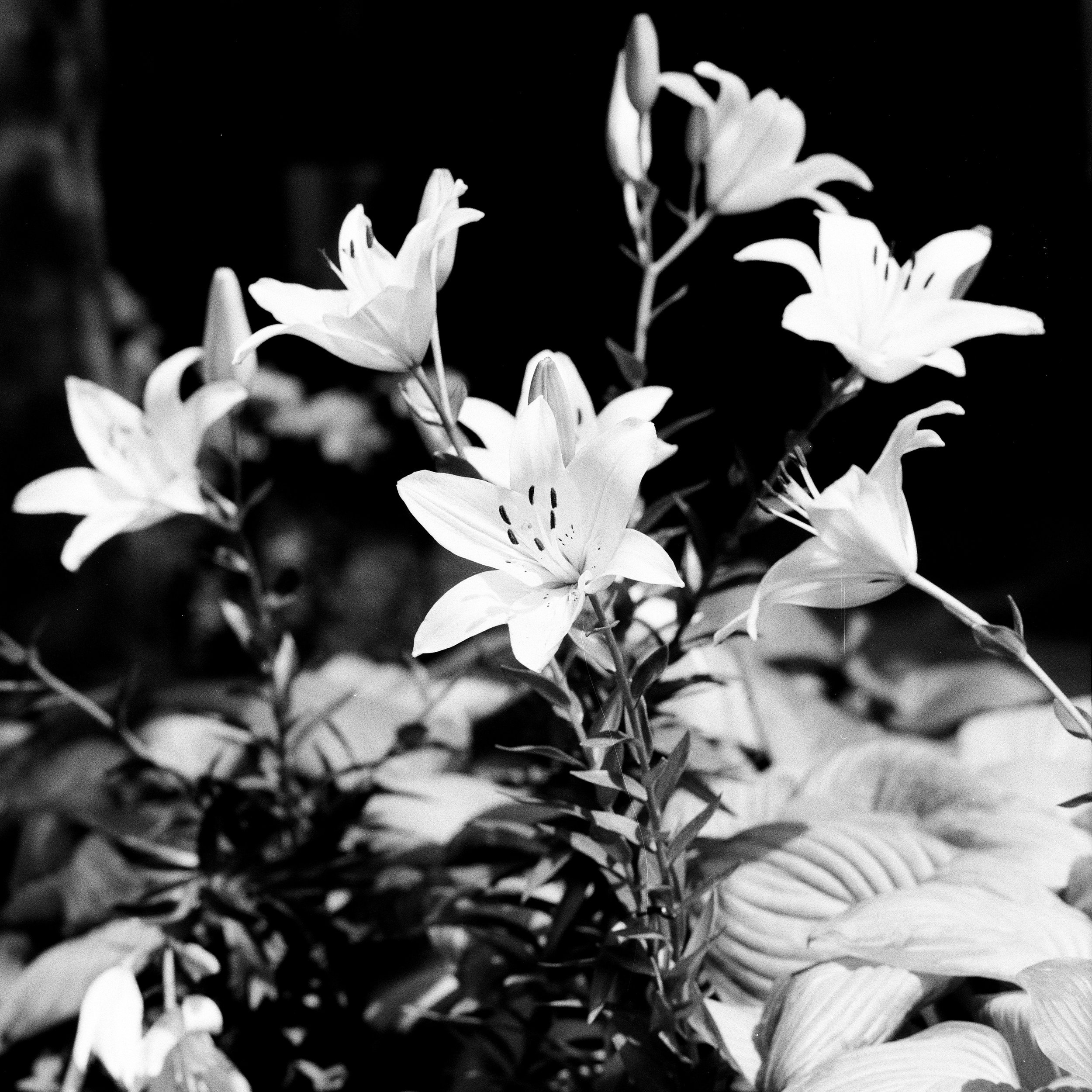 Black and white flower photo taken on Mamiya 6 150mm f4.5 L on Kentmere 400