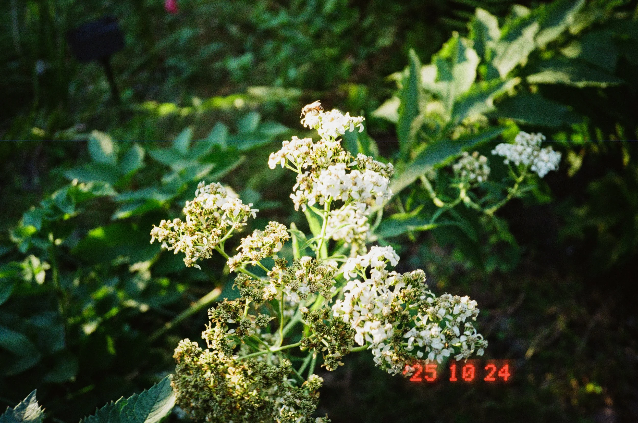 19185 11042025 1-001ed.jpg
