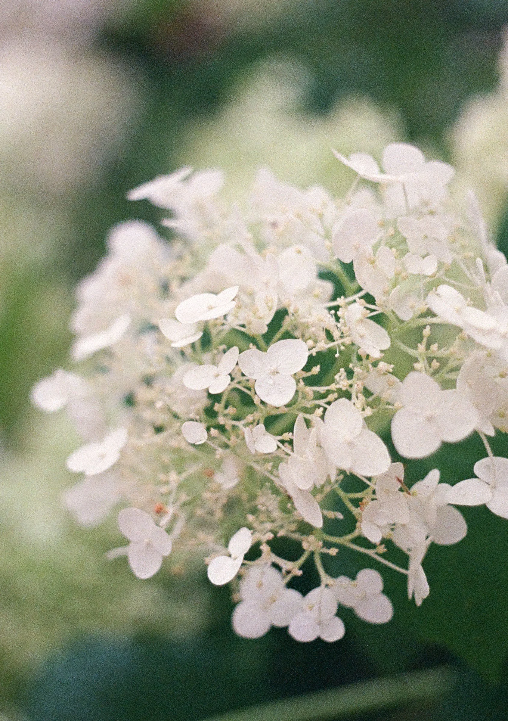Detailed macro shot of flowers after rain. Taken on Olympus Pen FT with Kodak Ultramax 400 and processed by Yeonnam Film