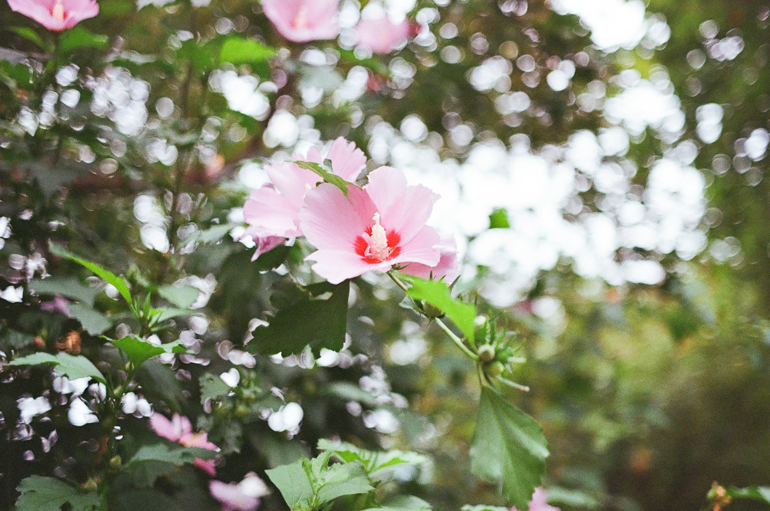 Film picture of a flower demonstrating the bokeh of the Konica Hexar