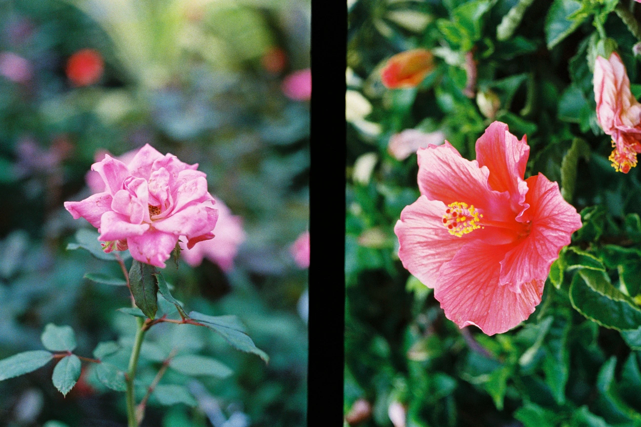 A dyptic of pictures of flowers taken on a film camera
