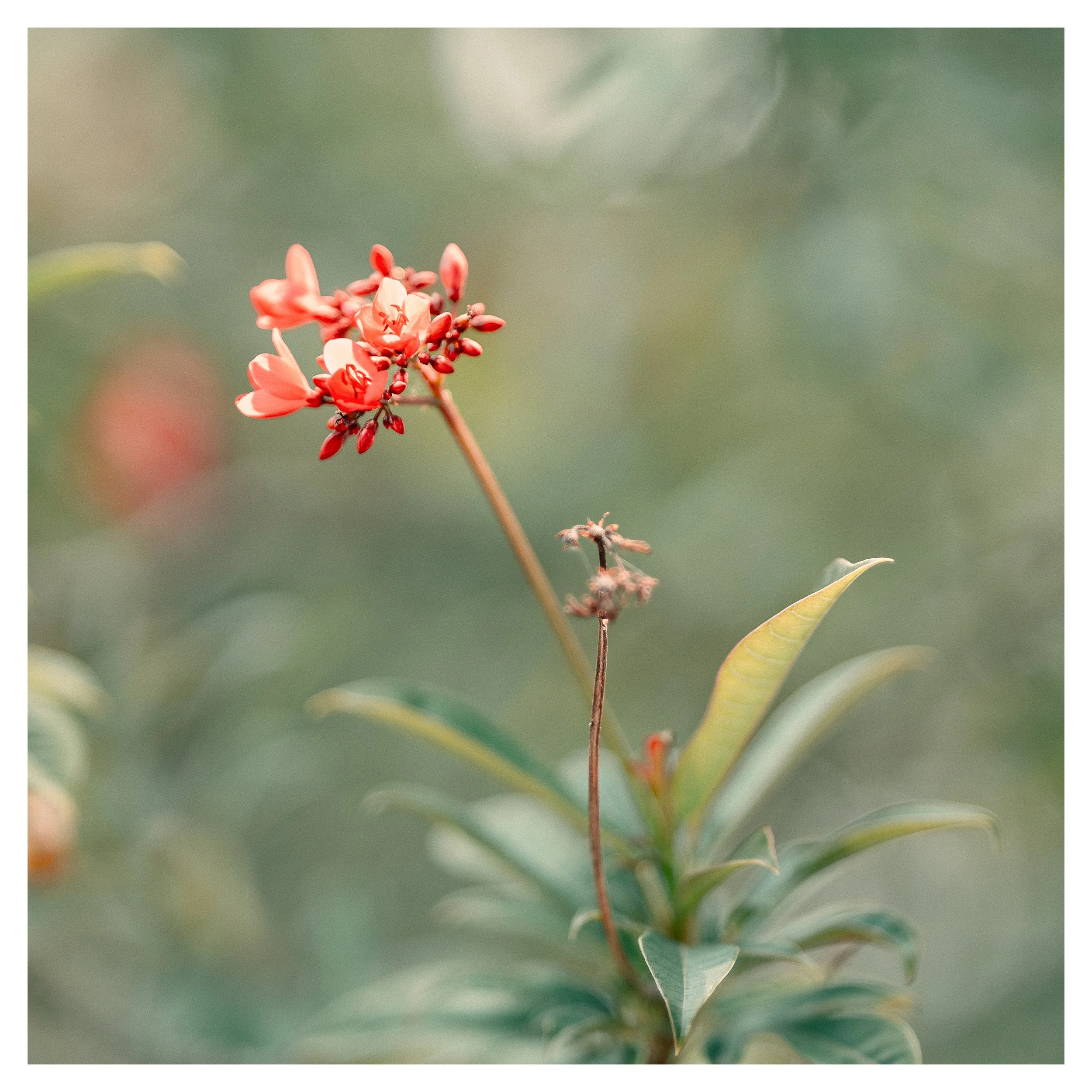 Close-up of a small red and pink flower cluster on a green leafy plant with a blurred background.