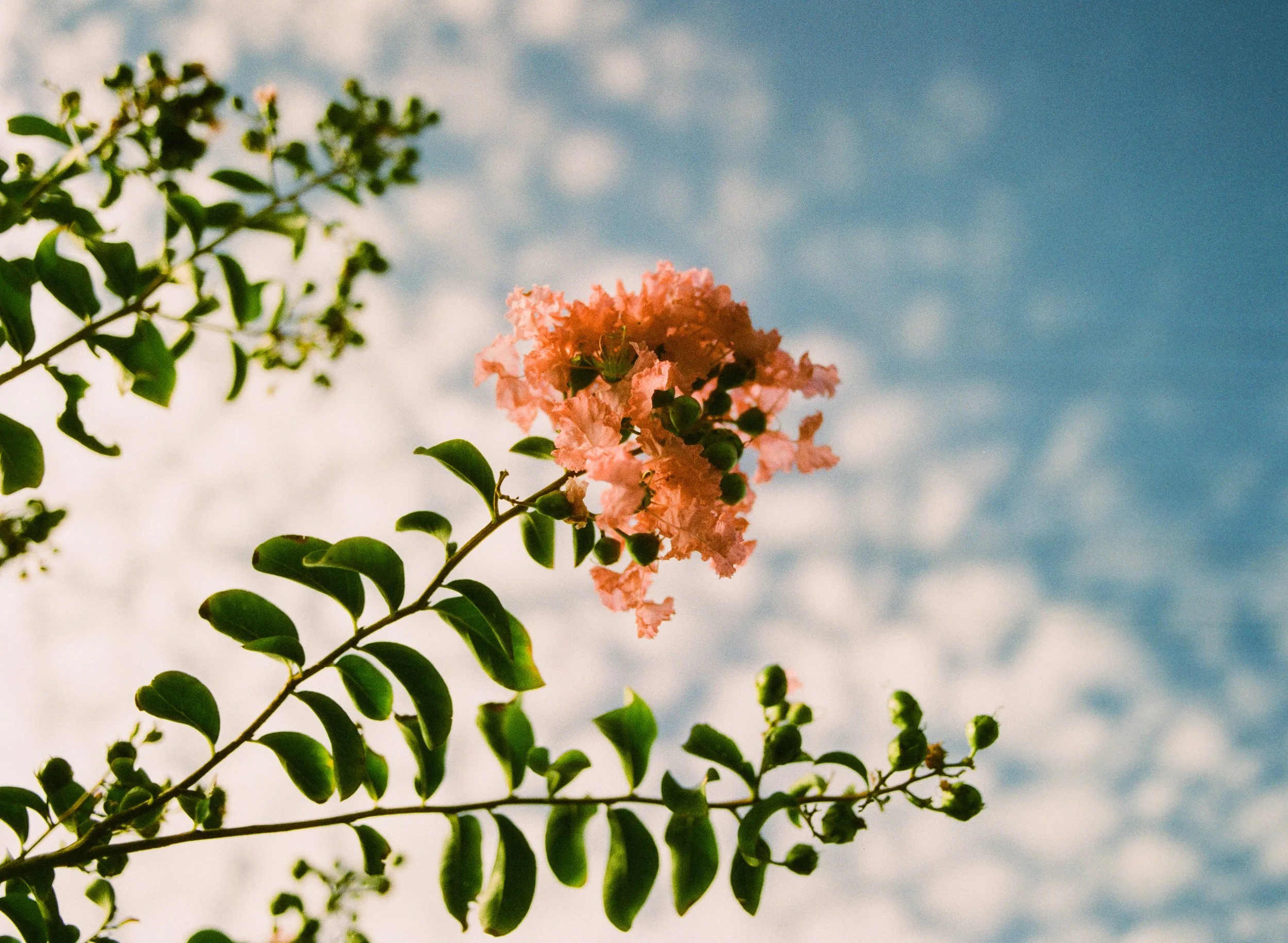 Film photo of a flower against a sky background taken with Harman Photo Pheonix 200 II