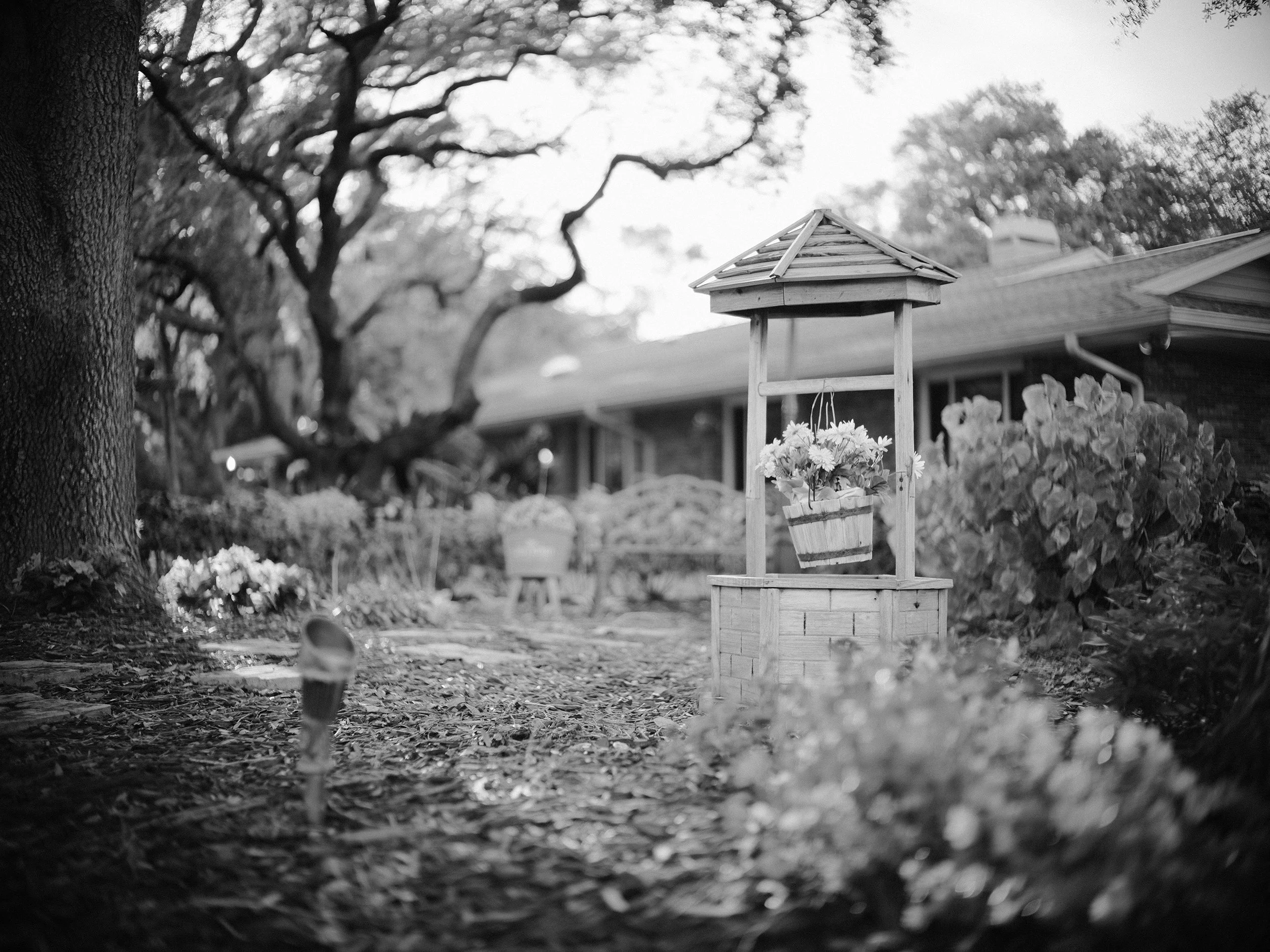 Black and white image of a flower garden