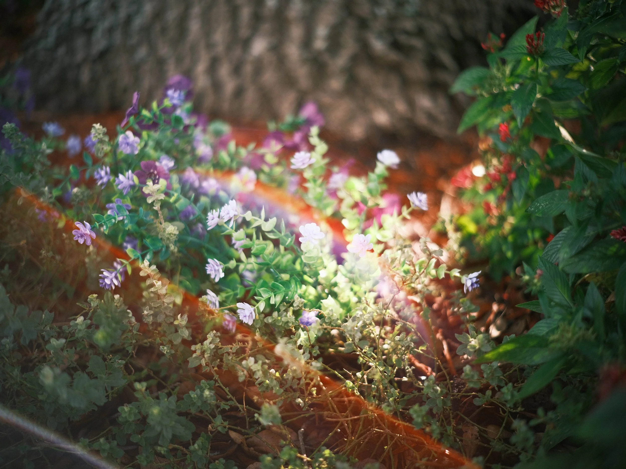 Colorful flowers and greenery with sunlight and a rainbow lens flare near a tree trunk.