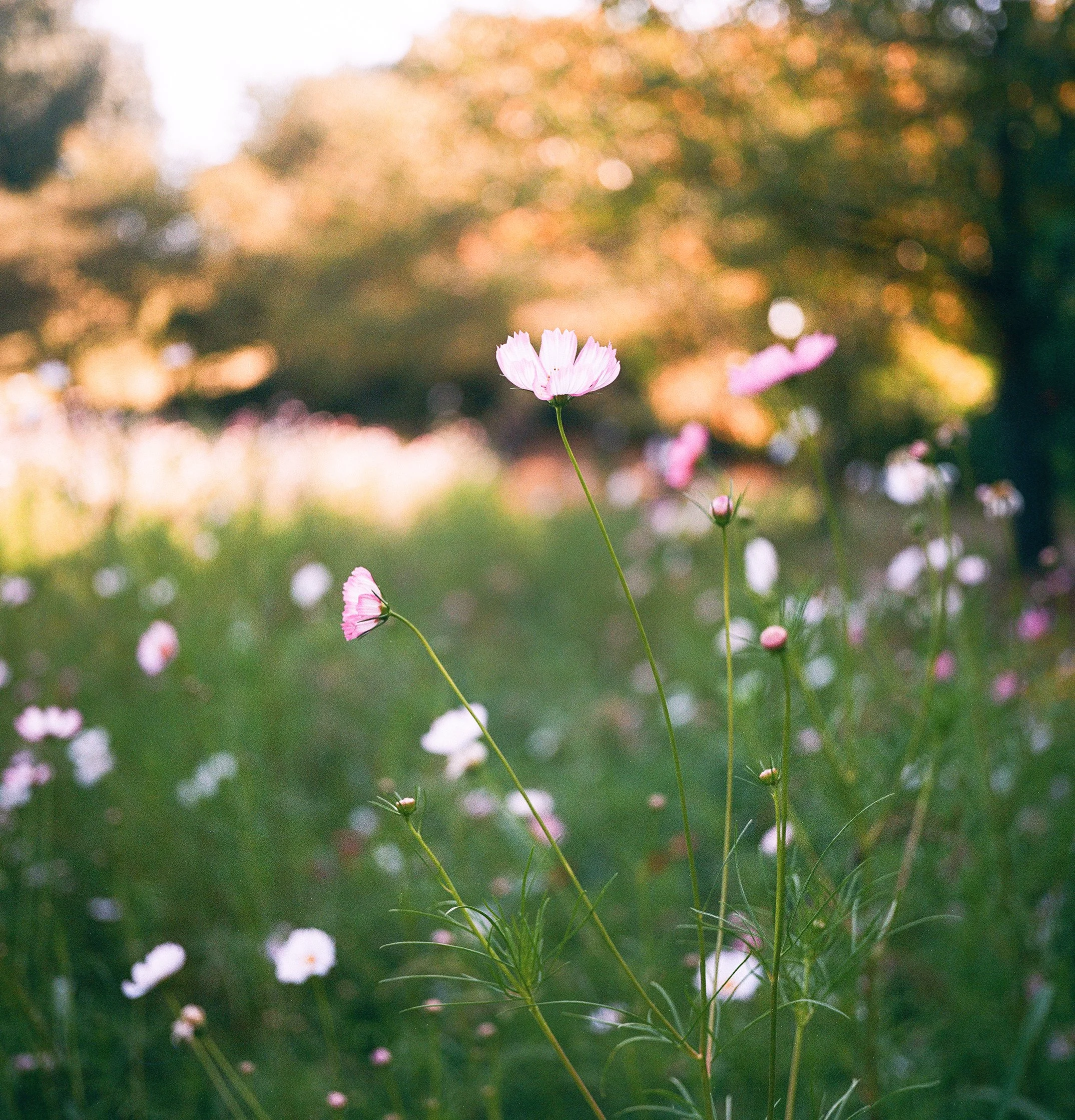 FILM PHOTO OF A FLOWER IN SEOUL'S OLYMPIC PARK