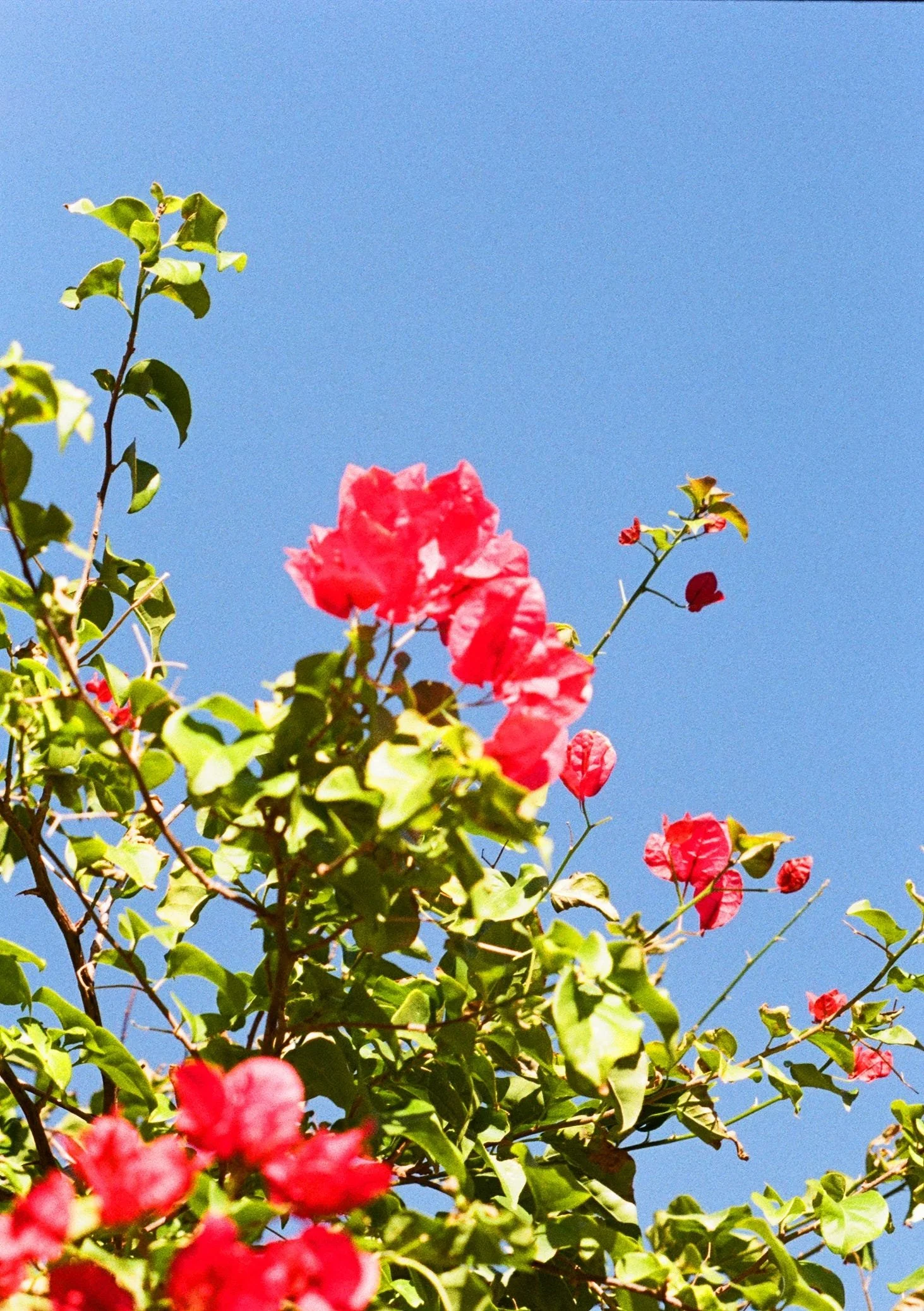 Slightly out of focus image of a flower