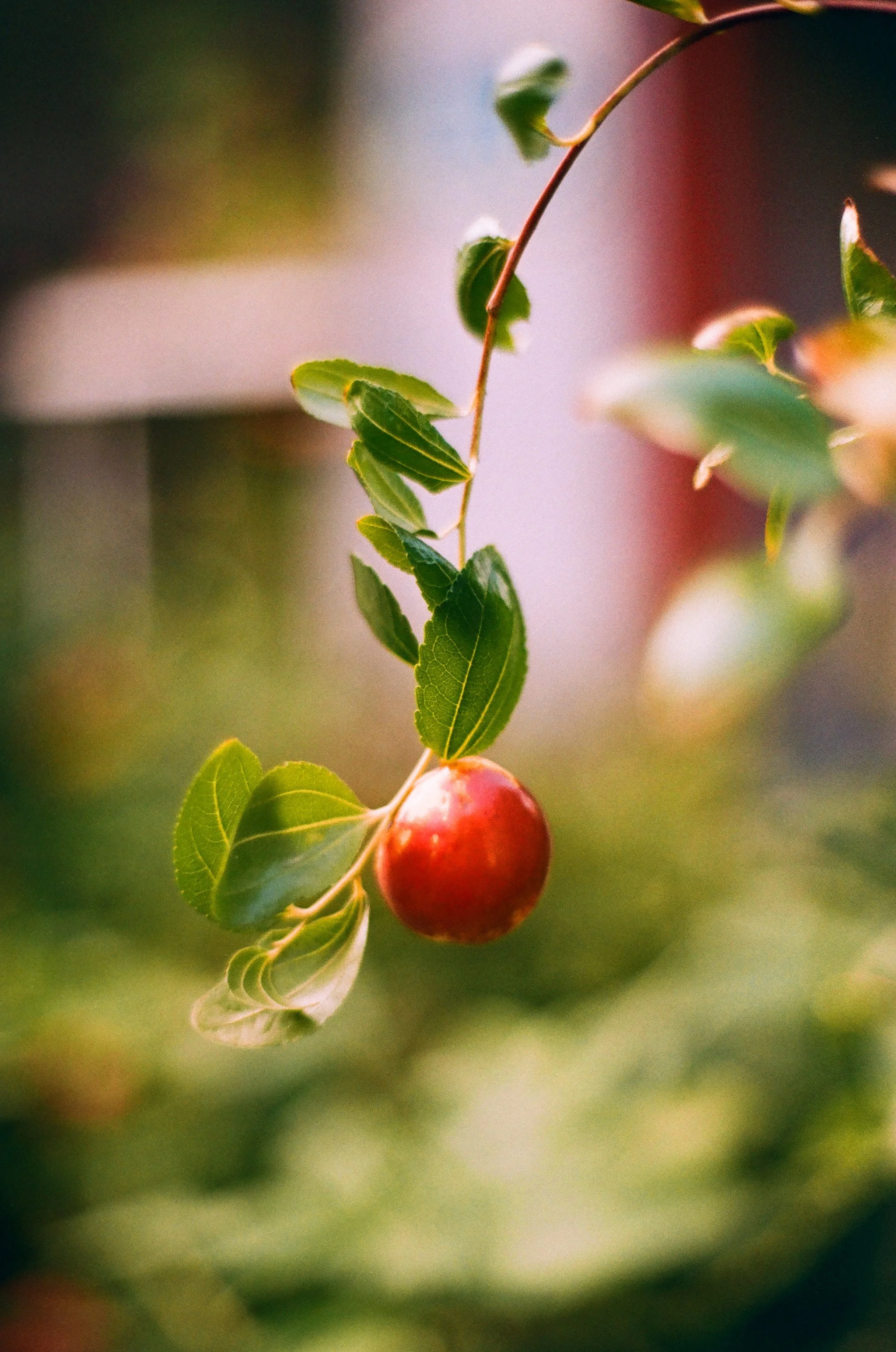 film photo of a plant and fruit