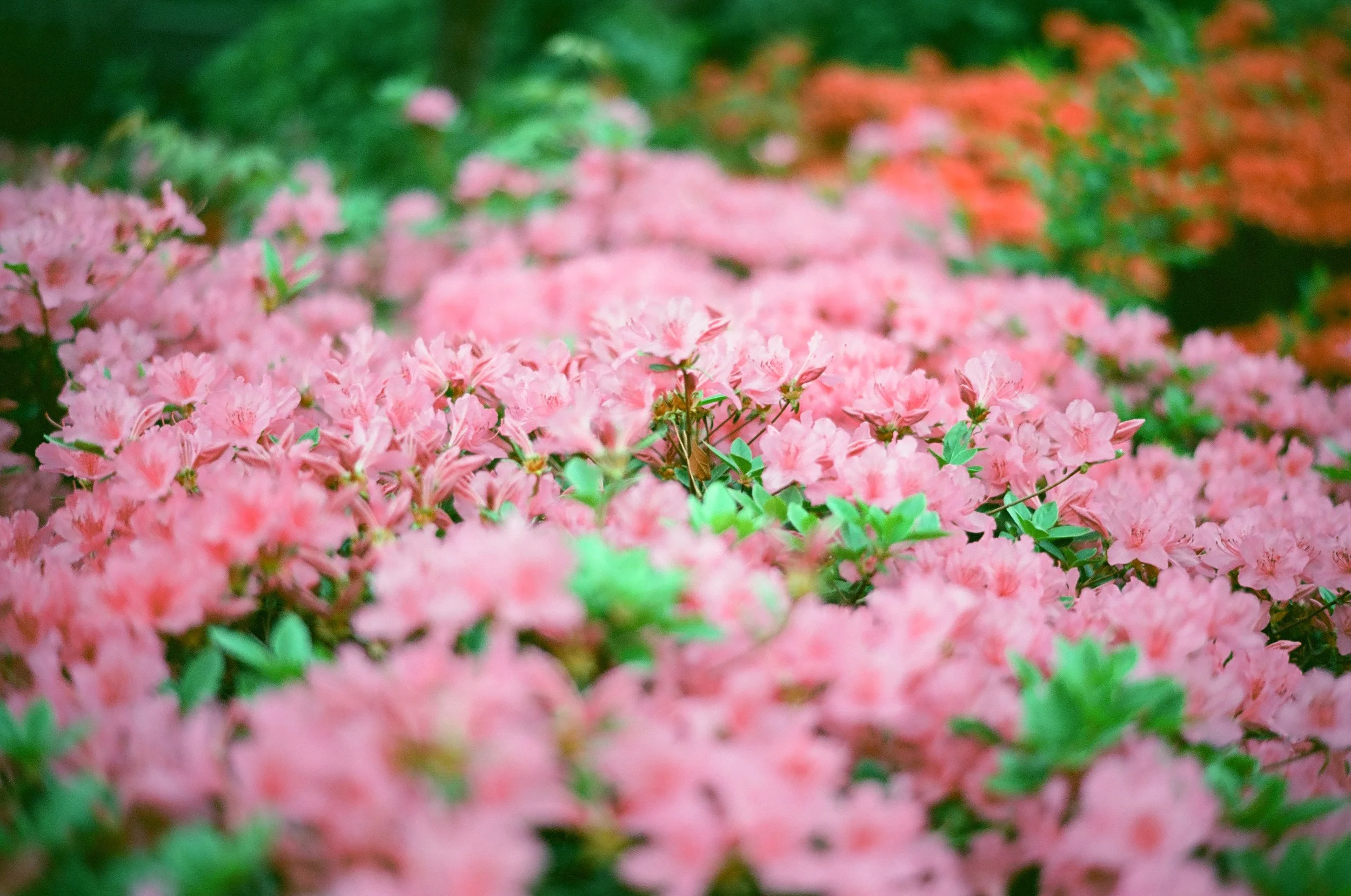 Film photo of flowers using the Voigtlander Nokton 50mm f1.5 II