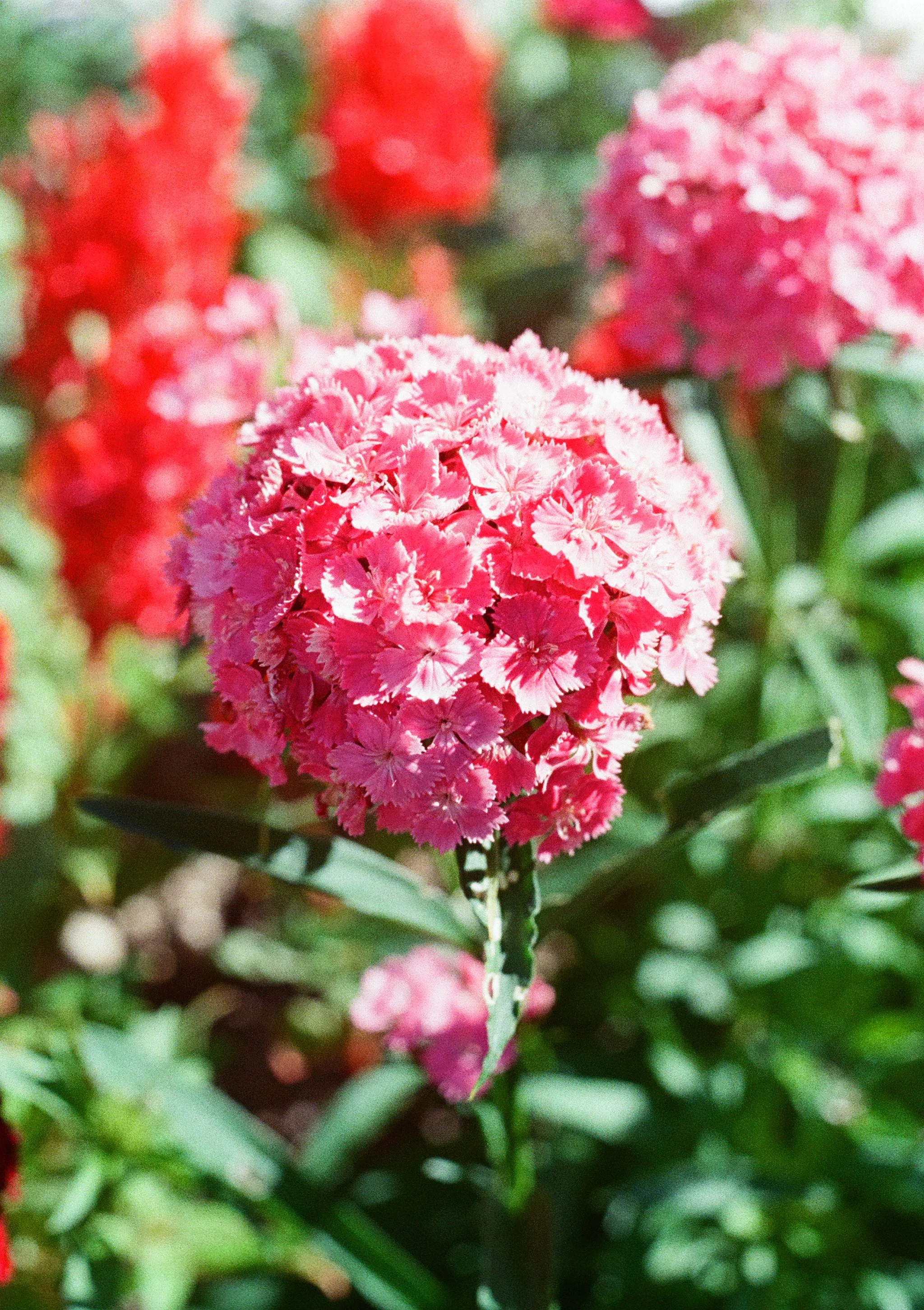 Sweet William flowers macro shot captured with Olympus Pen FT on Kodak Ultramax 400 using the Olympus Pen FT and processed by Yeonnam Film
