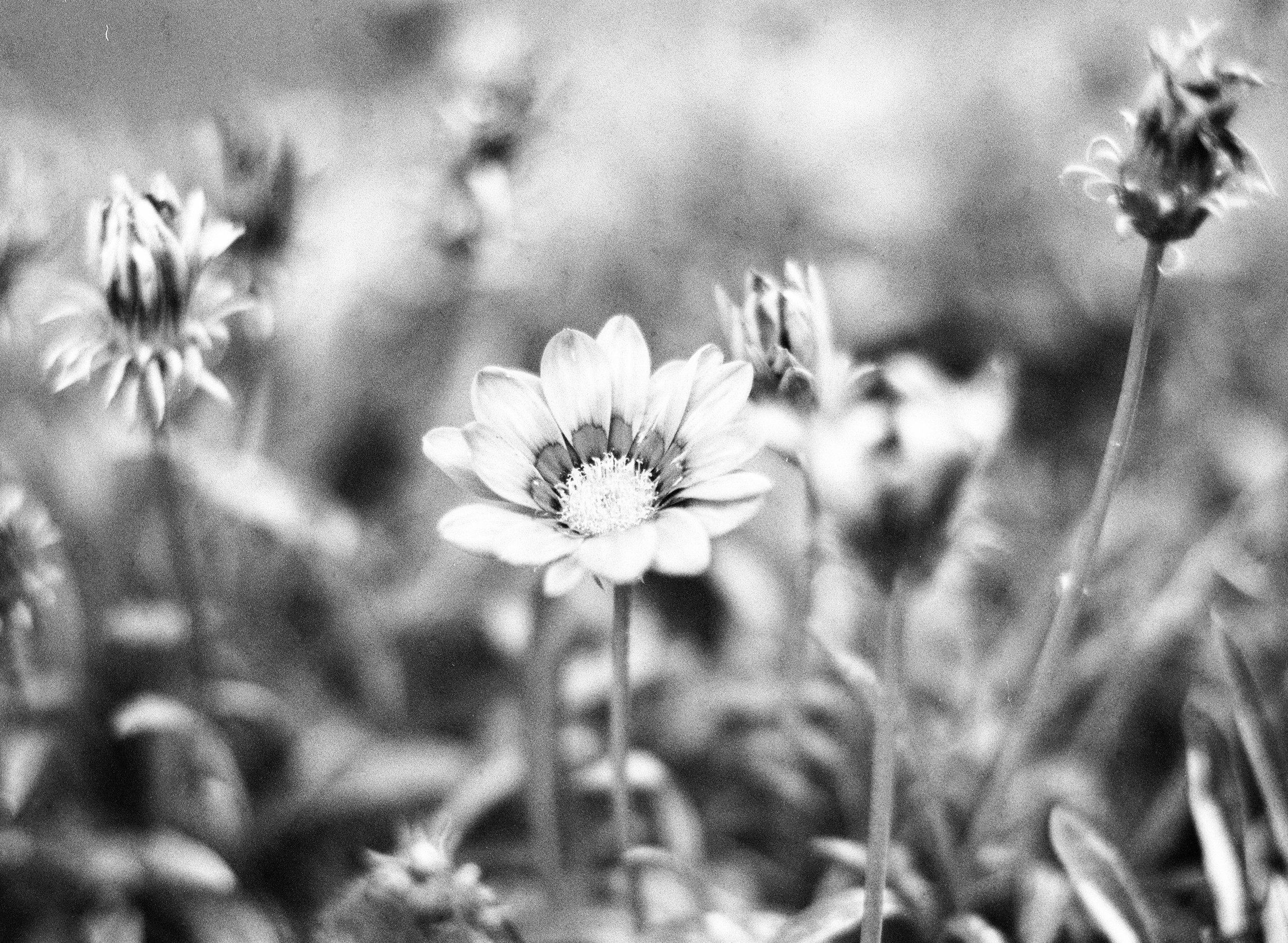 Zoom in of black and white flower picture taken with Mamiya M645 and 80mm f1.9
