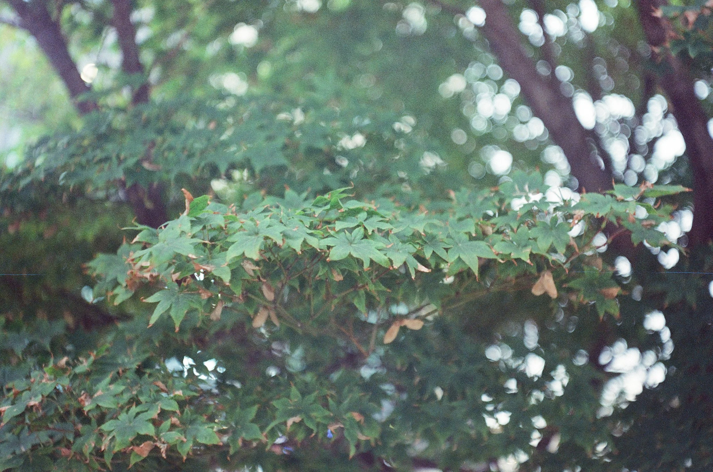 Picture of tree branch with out of focus areas demonstrating bokeh of the Industar 26m