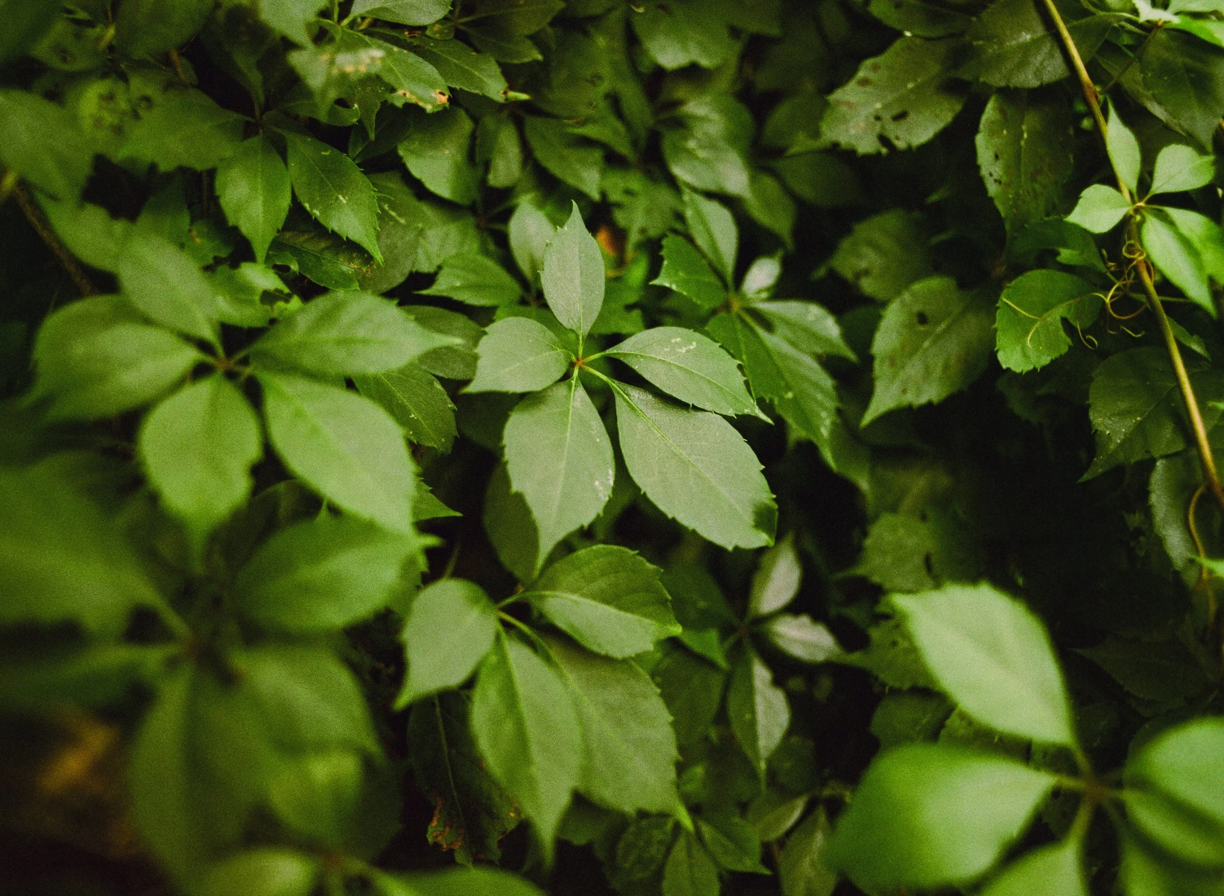 Film photo of leaf foiliage taken on Harman Phoenix 200 II