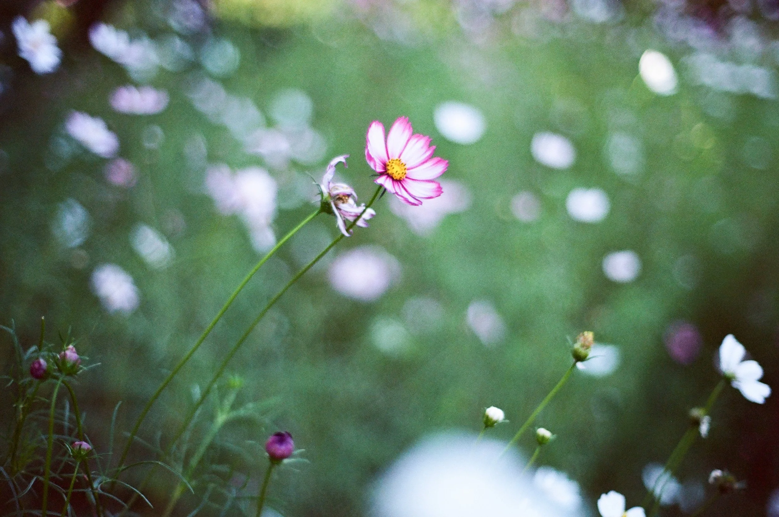 Film photo of a flower within Seoul's Olympic Park