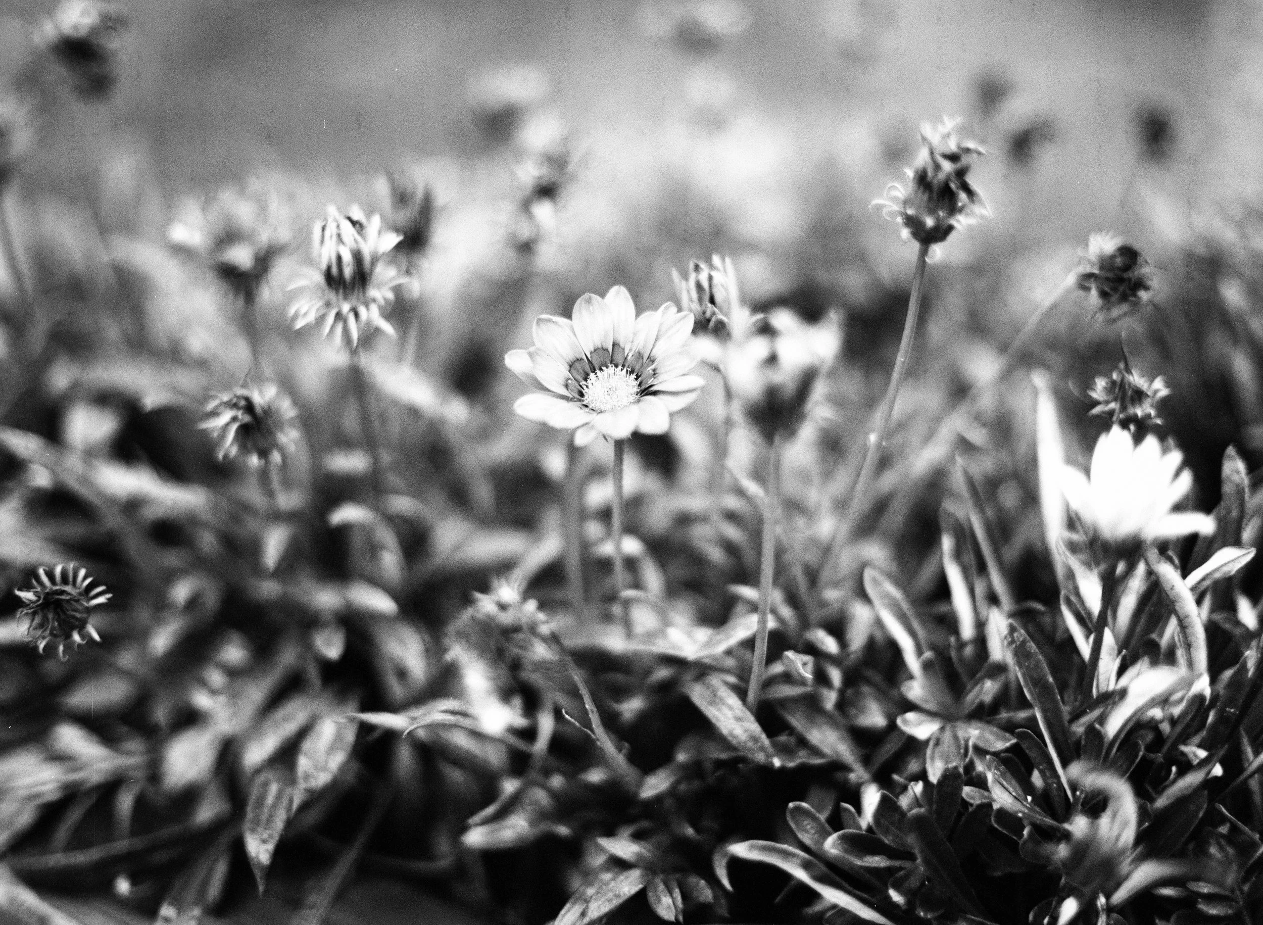 Black and white flower picture taken with Mamiya M645 and 80mm f1.9