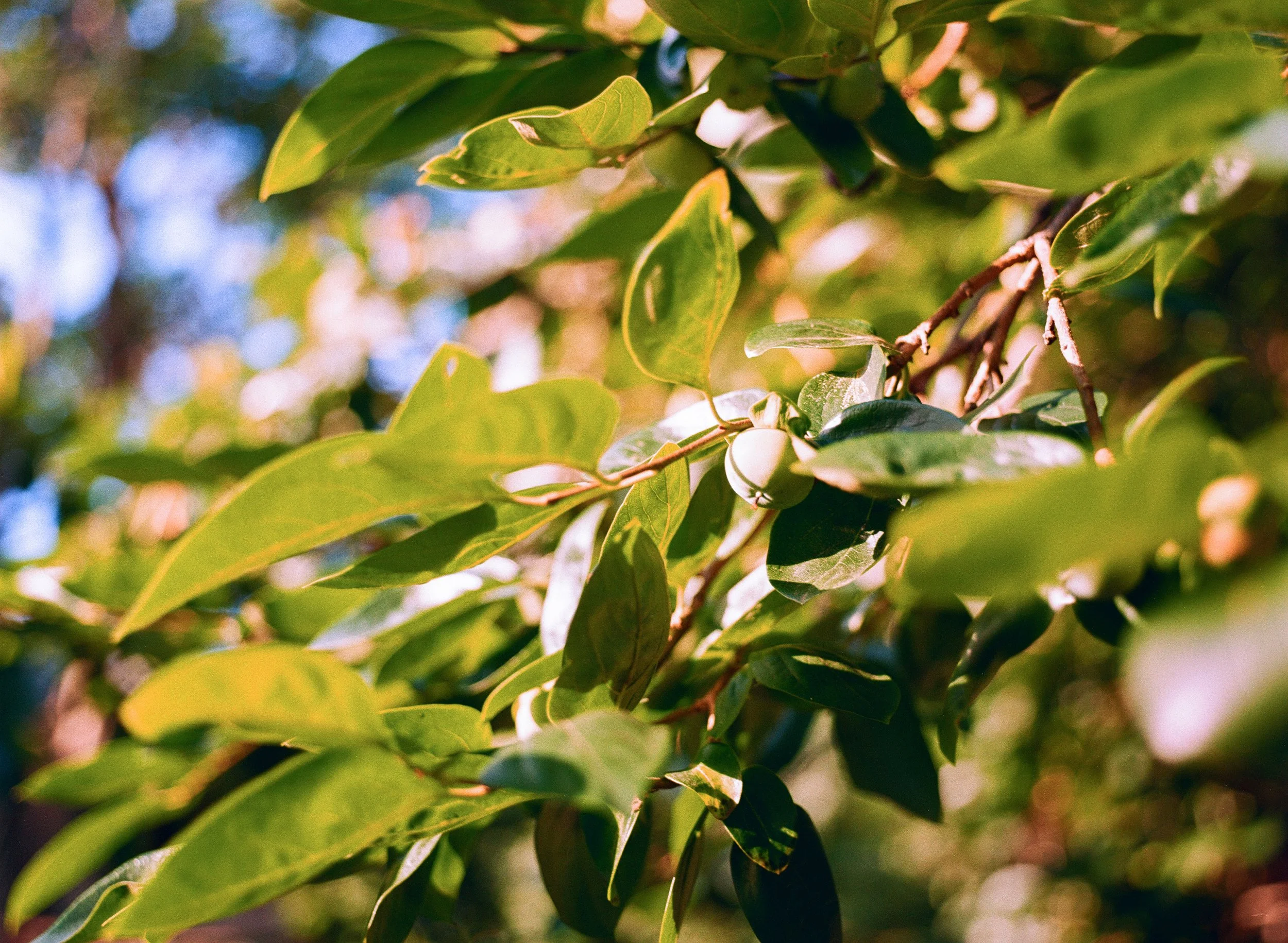 Film image of a budding fruit in the branches of a tree. Captured on Lucky Color 200 with Bronica ETRSi camera.