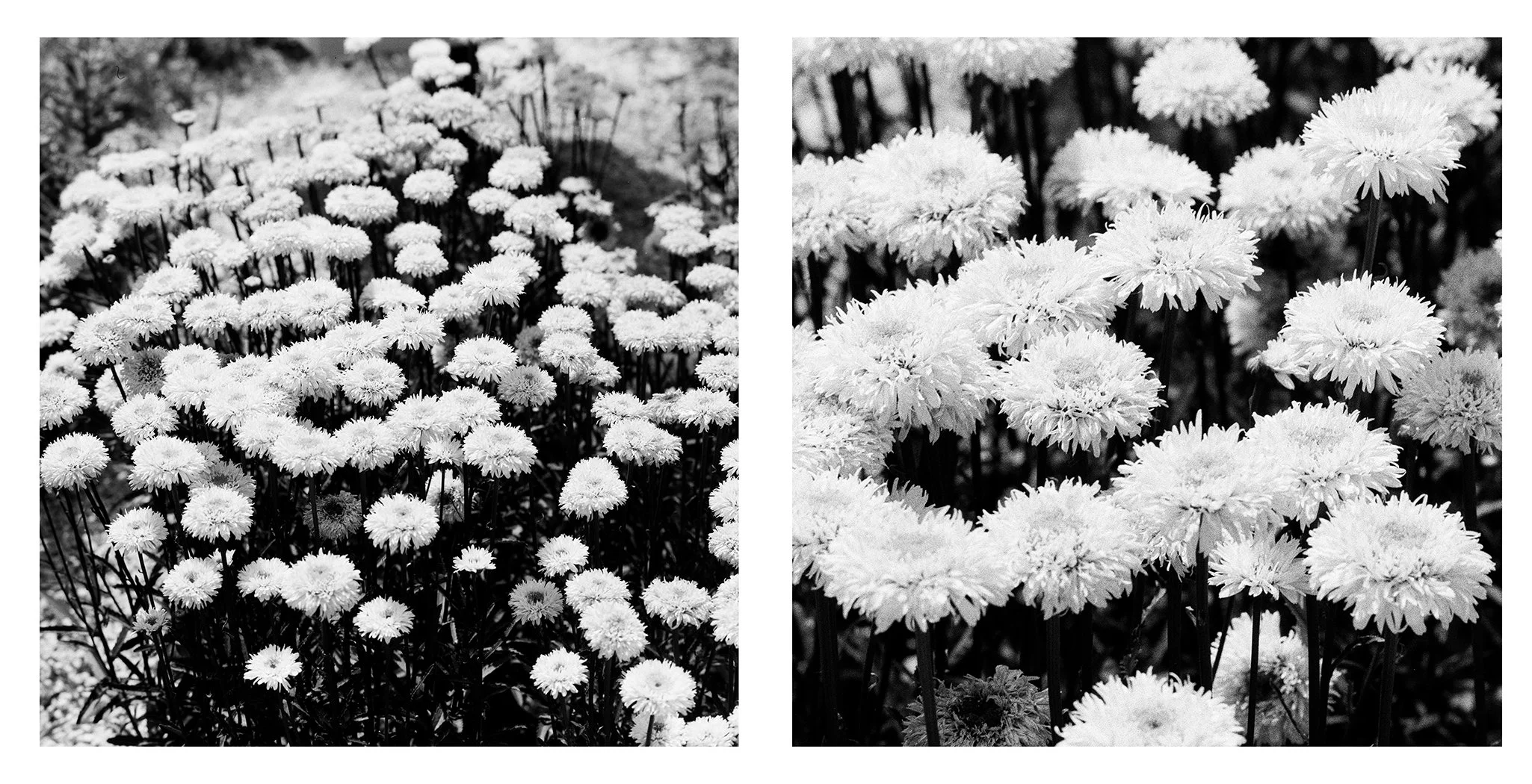 Side by side comparison of a flower photo taken on the Mamiya 6 G 150mm f4.5 L and a zoomed in detail shot.